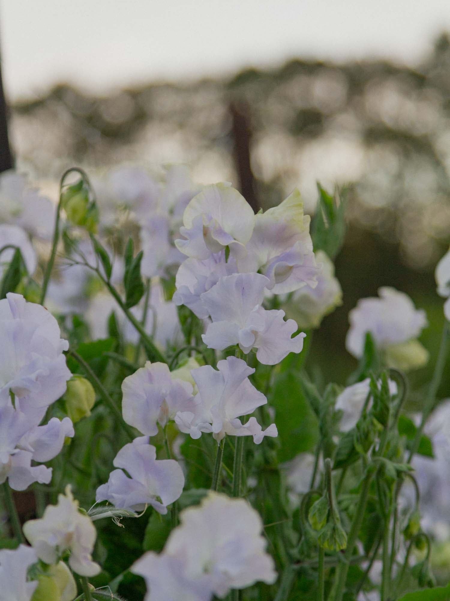 Sweet Pea - Oban Bay