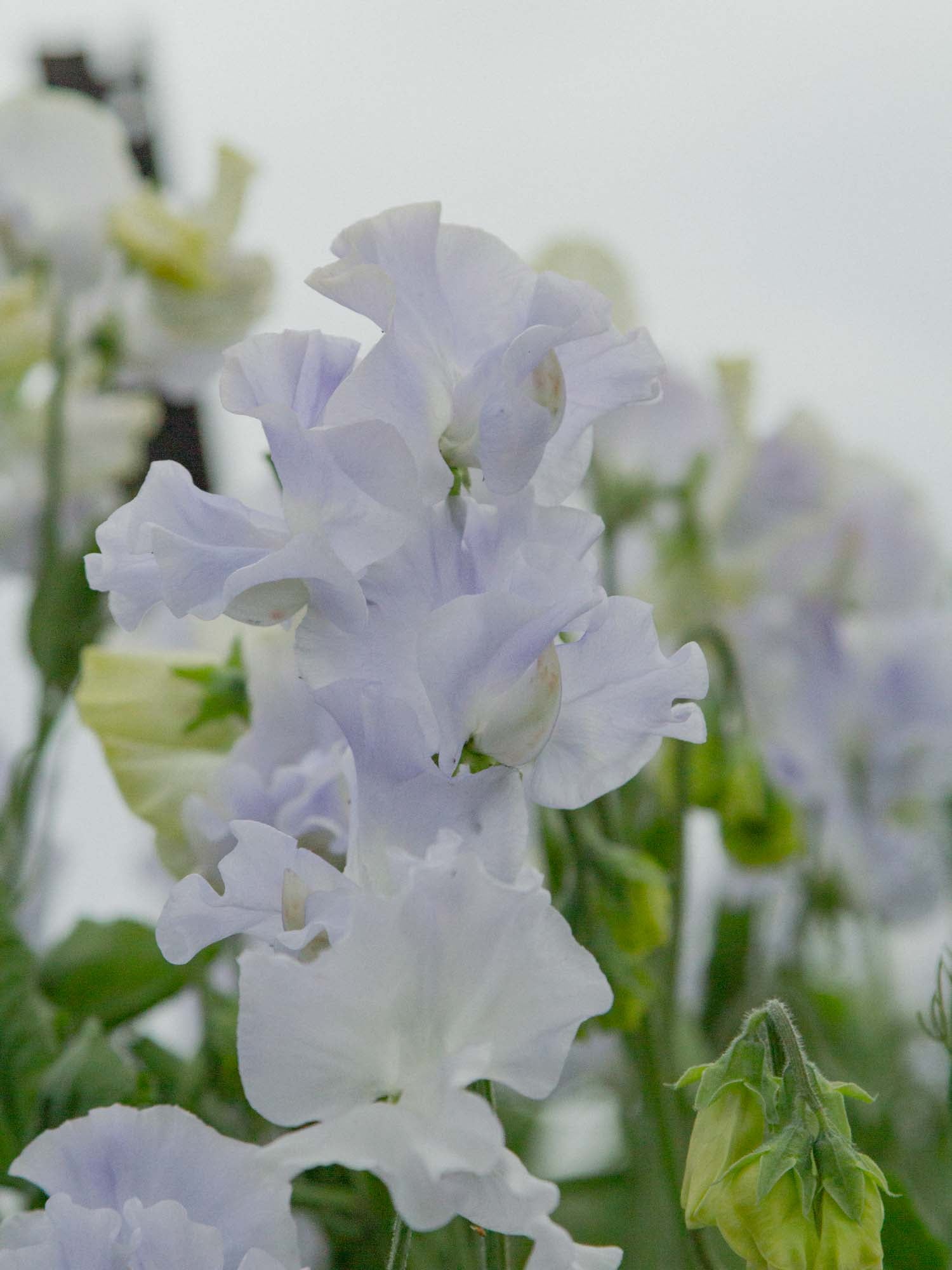 Sweet Pea - Oban Bay