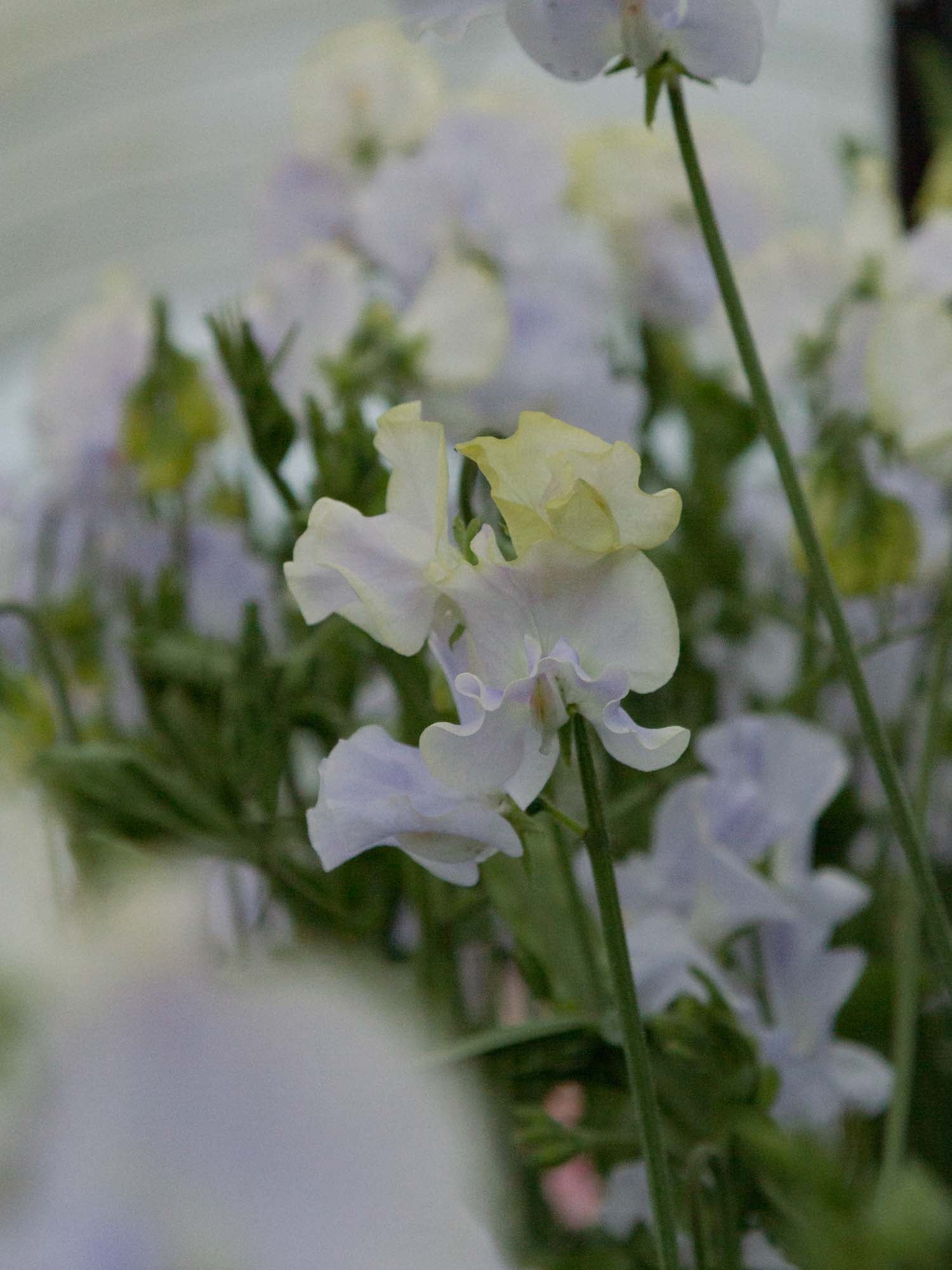 Sweet Pea - Oban Bay