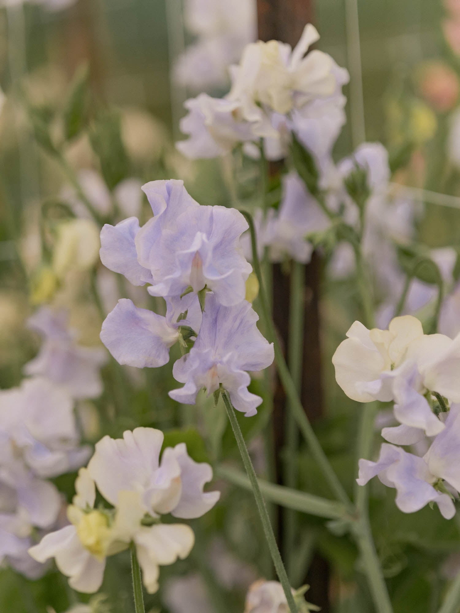 Sweet Pea - Oban Bay