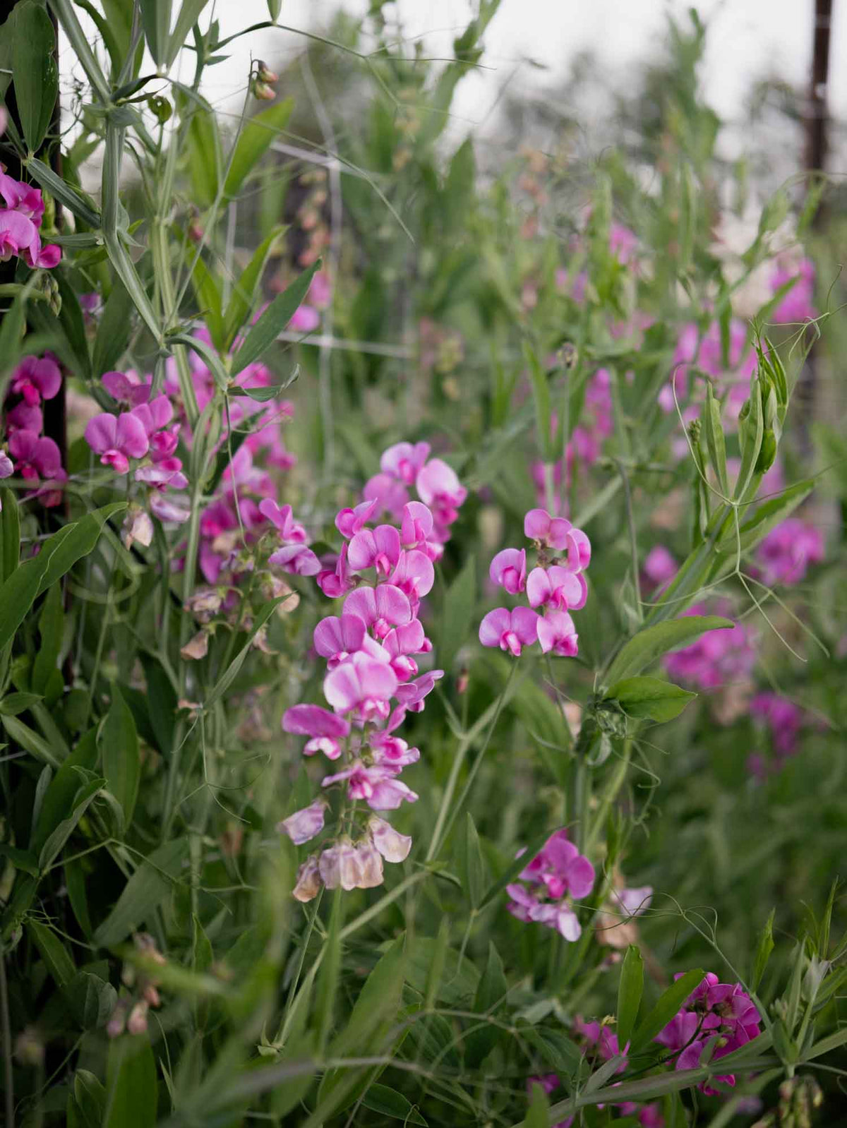 LATHYRUS latifolius - Pink Pearl - PLANTS
