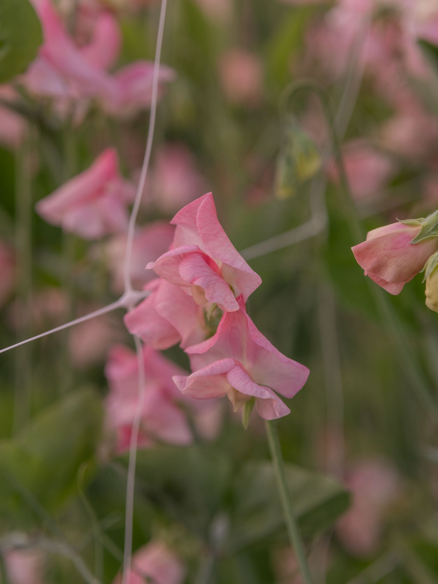 Sweet Pea - Rosay