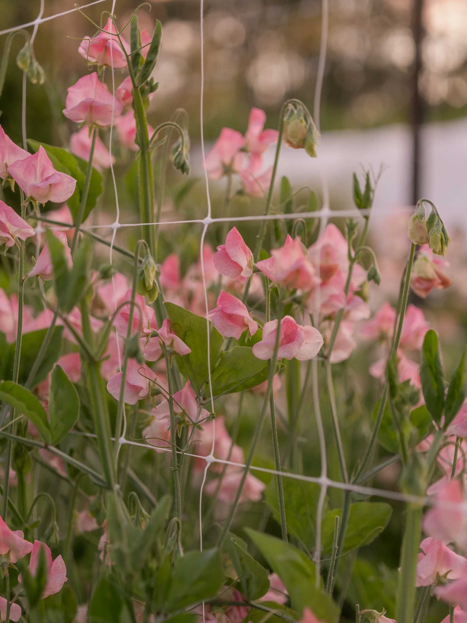 Sweet Pea - Rosay