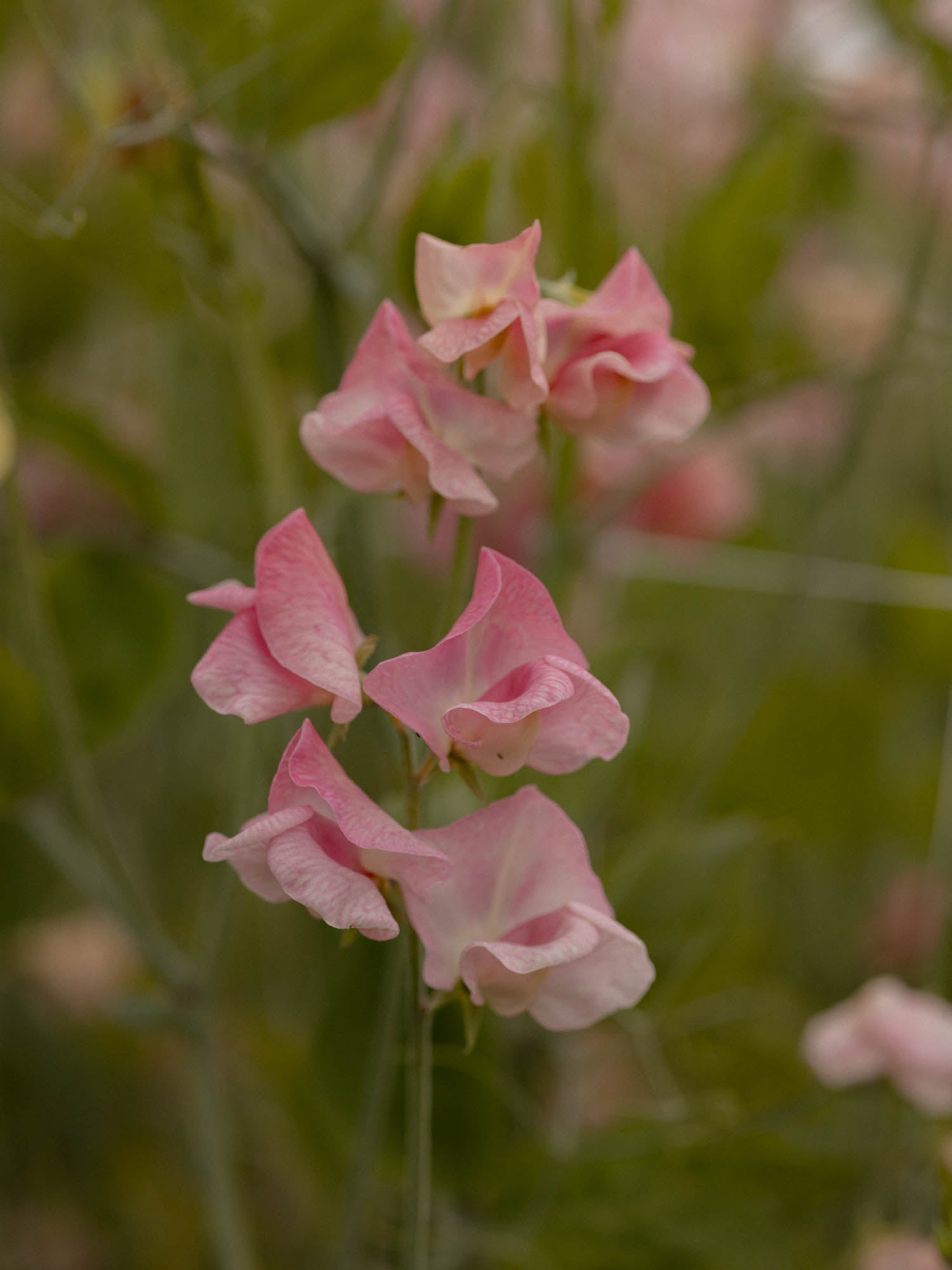 Sweet Pea - Rosay