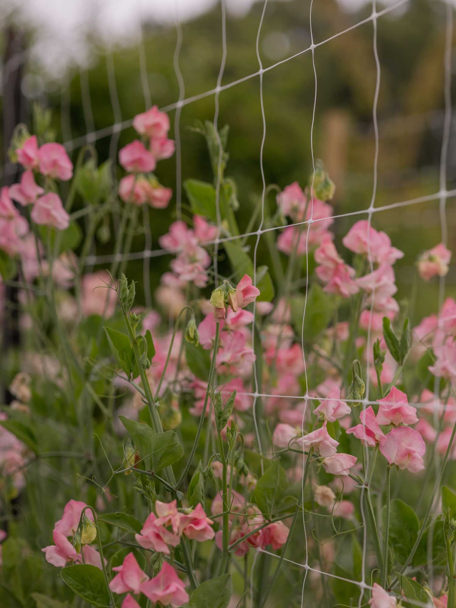 Sweet Pea - Rosay