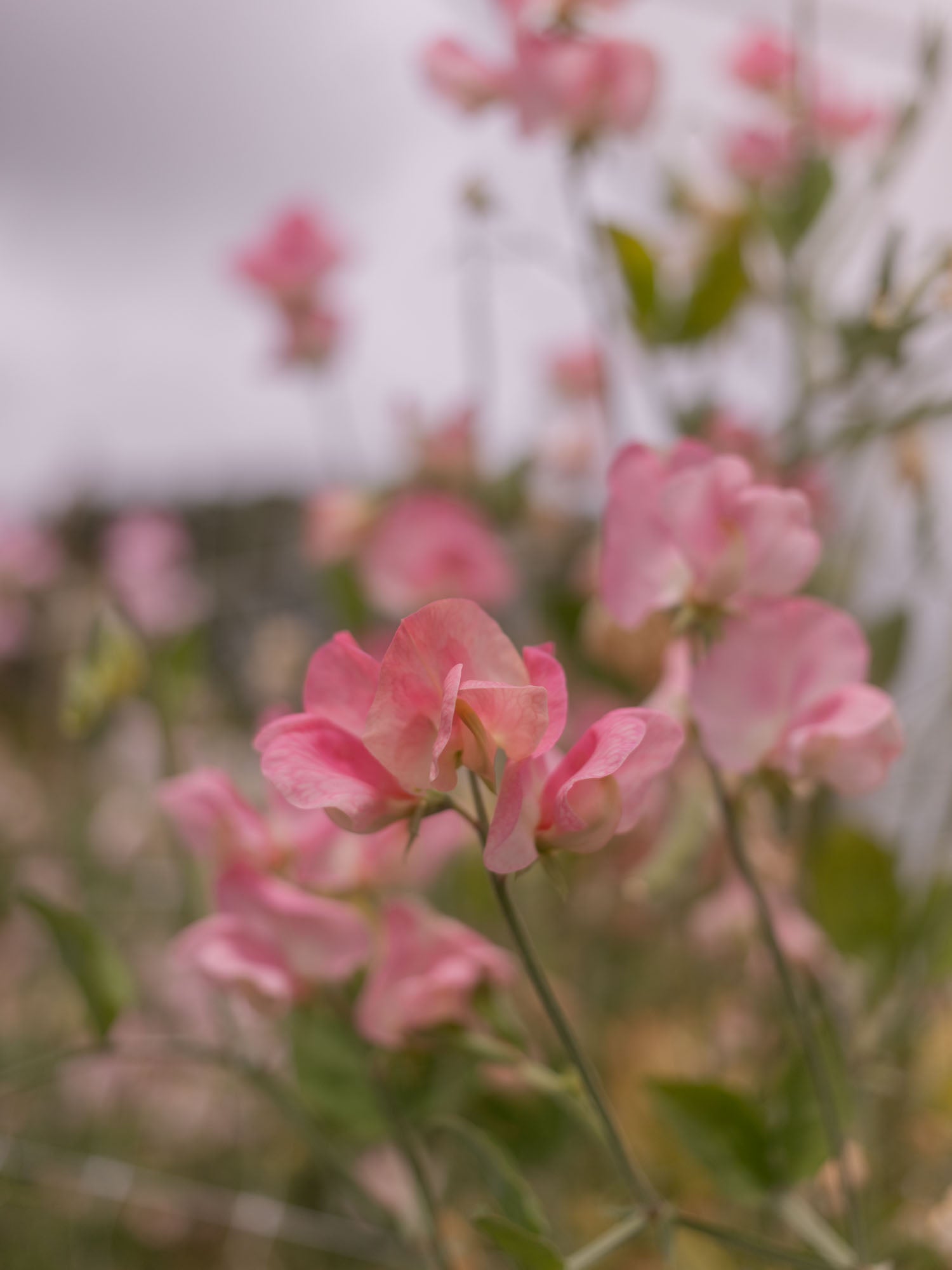 Sweet Pea - Rosay
