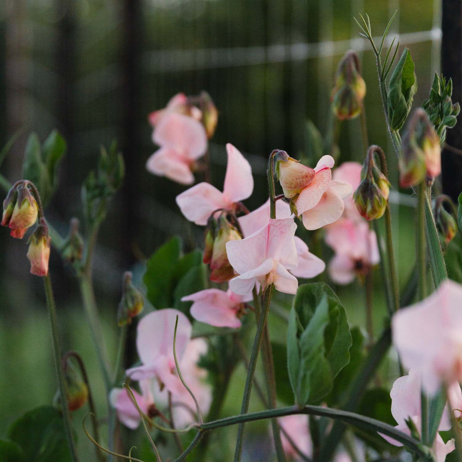 SWEET PEA - Shell Pink - PLANTS