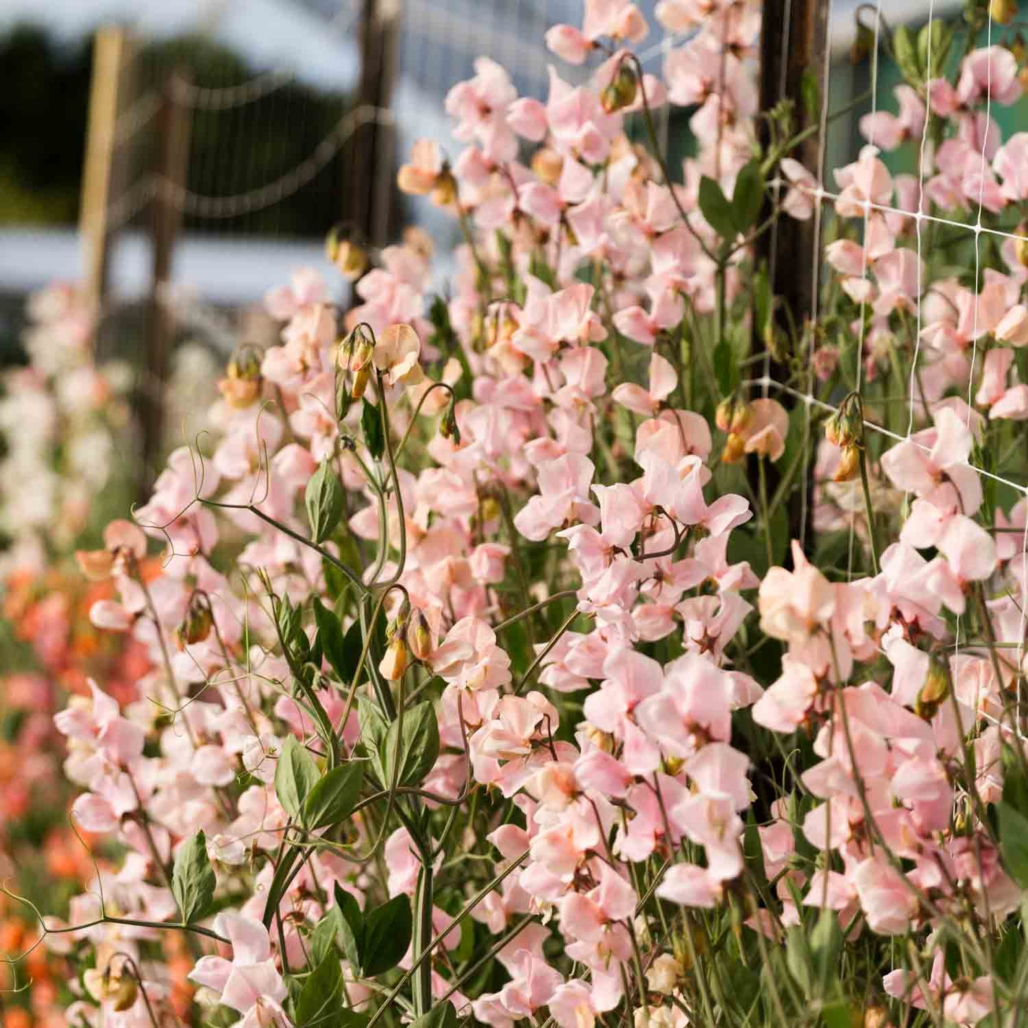 SWEET PEA - Shell Pink - PLANTS