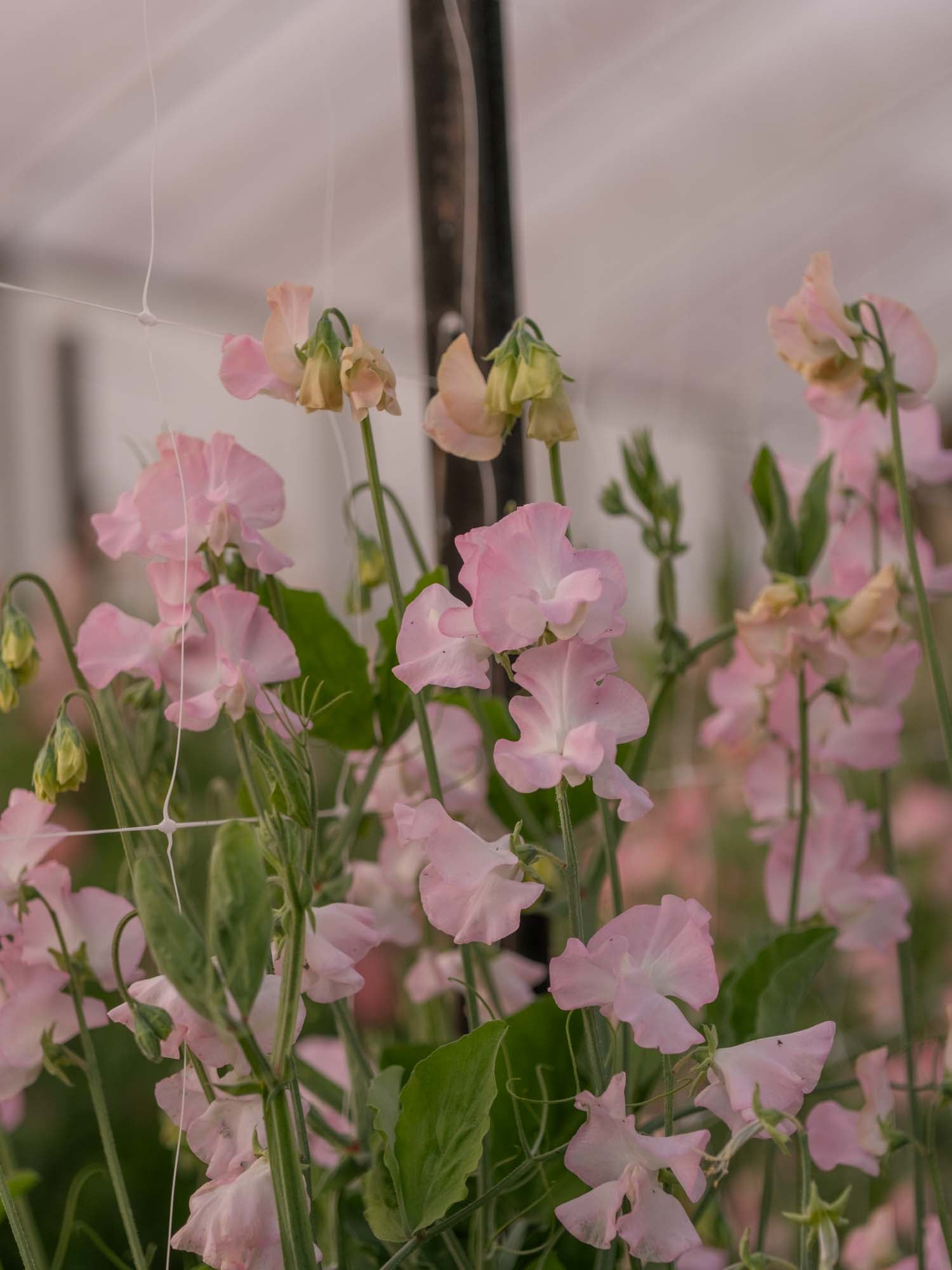 Sweet Pea - Southbourne
