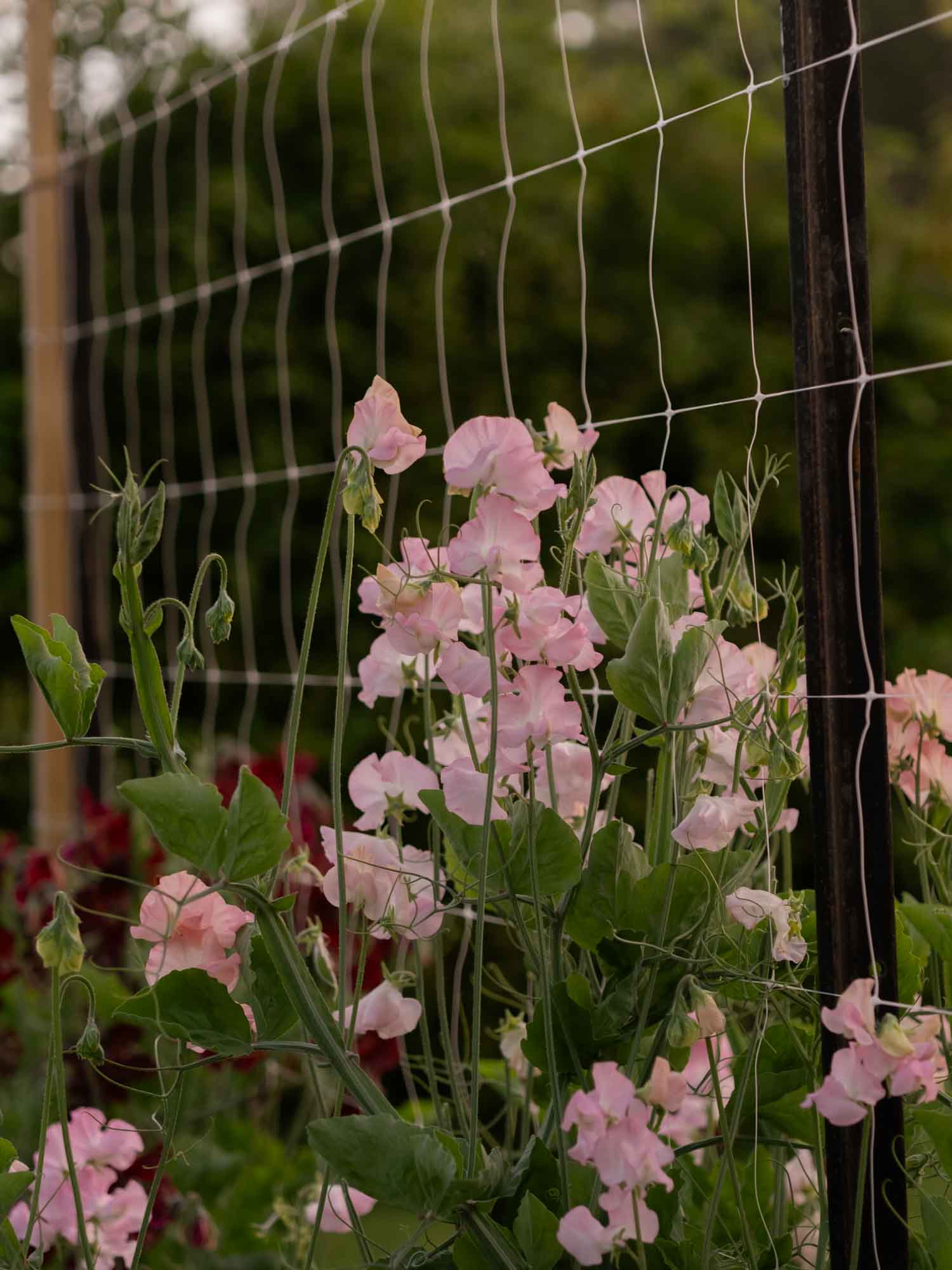 Sweet Pea - Southbourne