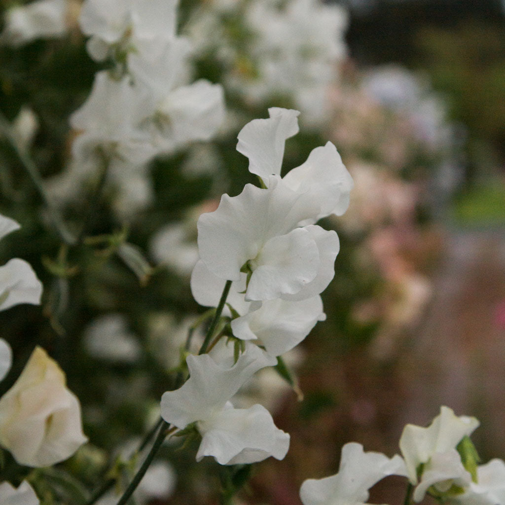 Sweet Pea - Spring Sunshine White