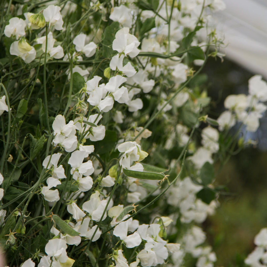 Sweet Pea - Spring Sunshine White