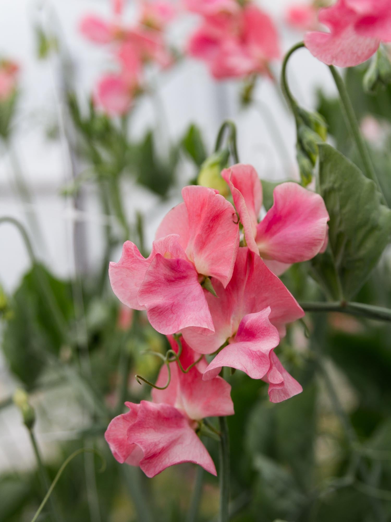 Sweet Pea - Susan Burgess