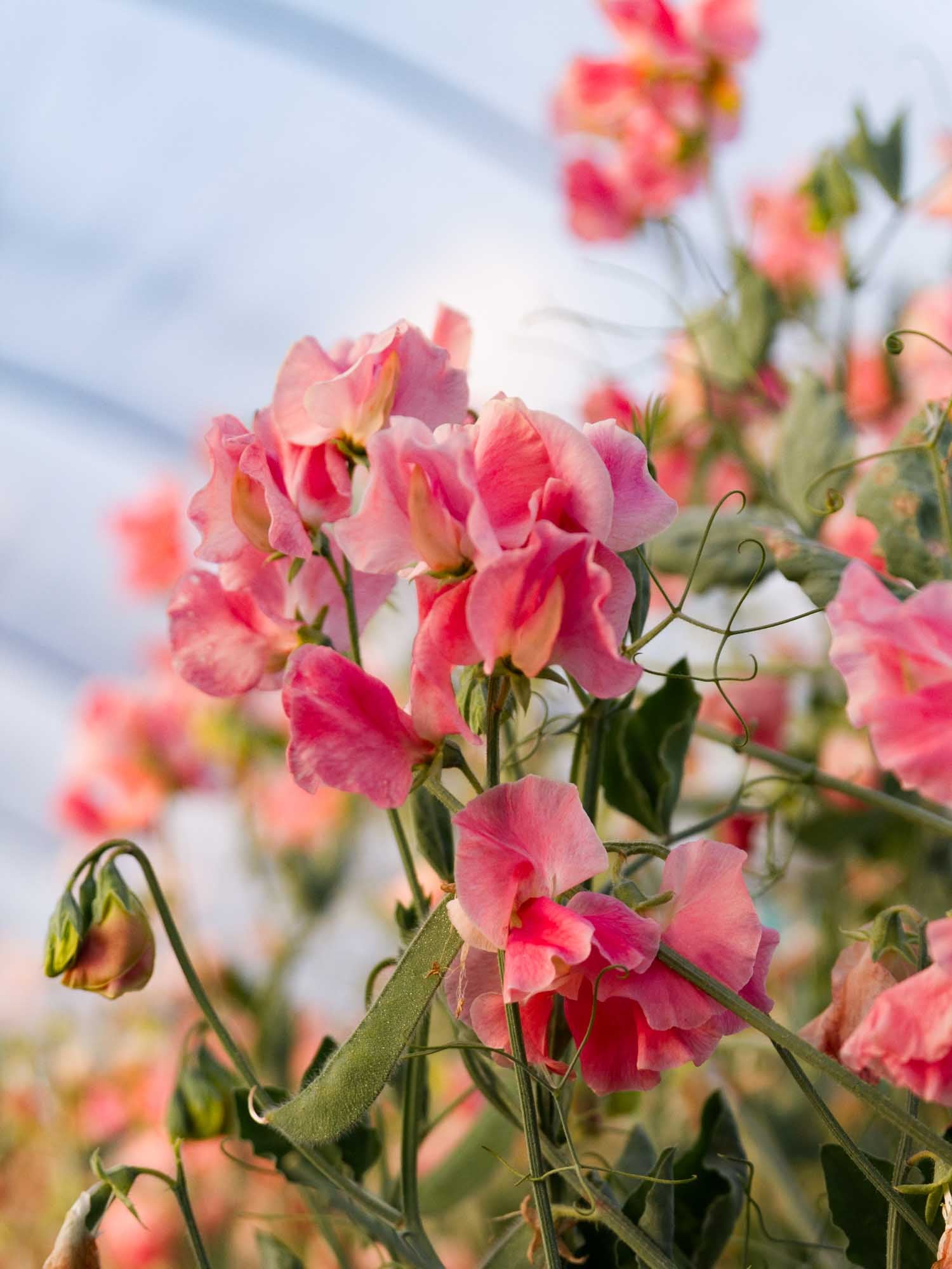 Sweet Pea - Susan Burgess