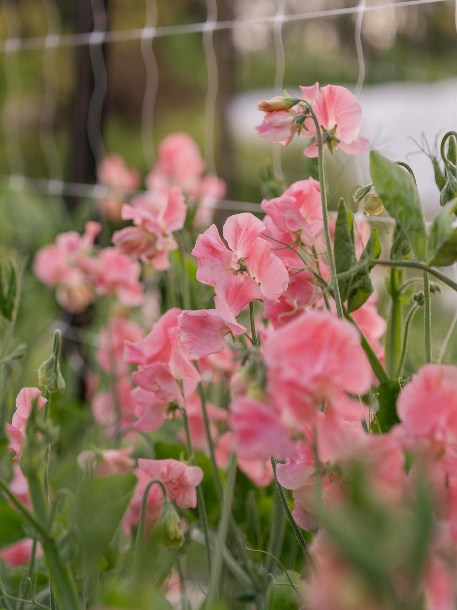 Sweet Pea - Susan Burgess