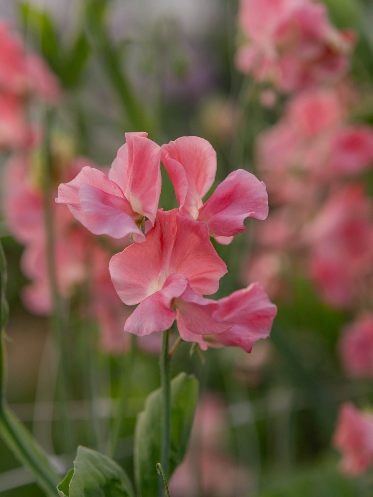 Sweet Pea - Susan Burgess