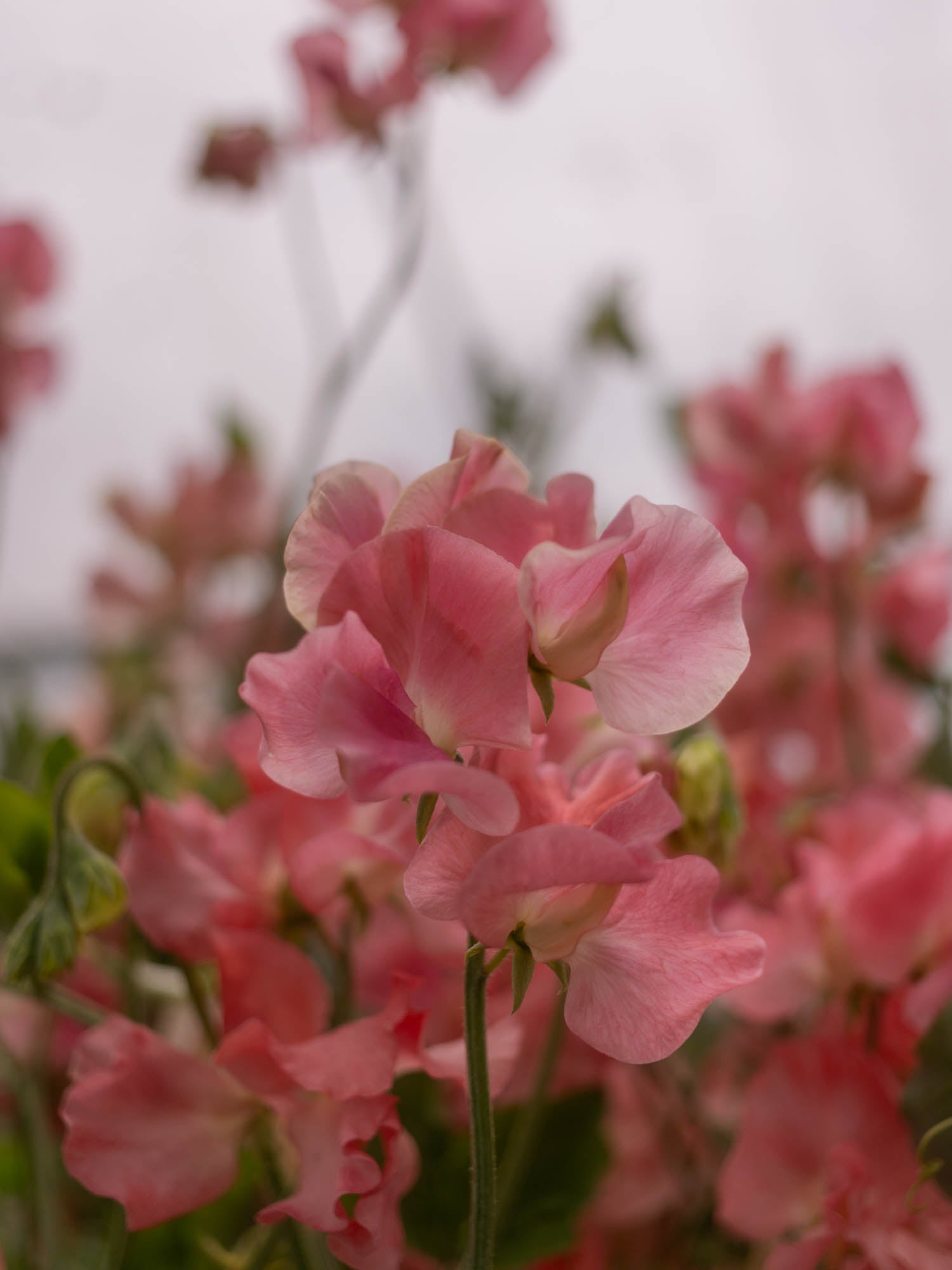 Sweet Pea - Susan Burgess