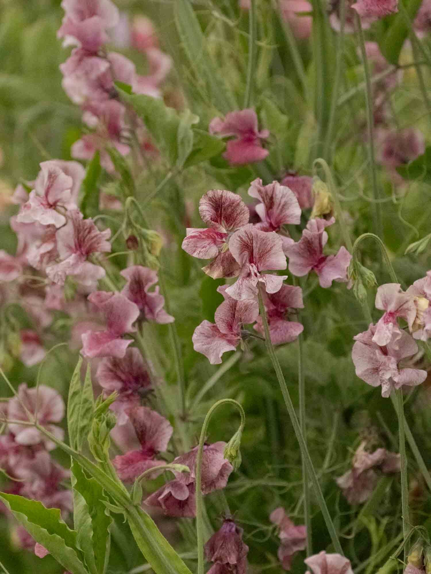 Sweet Pea - Suzy Z