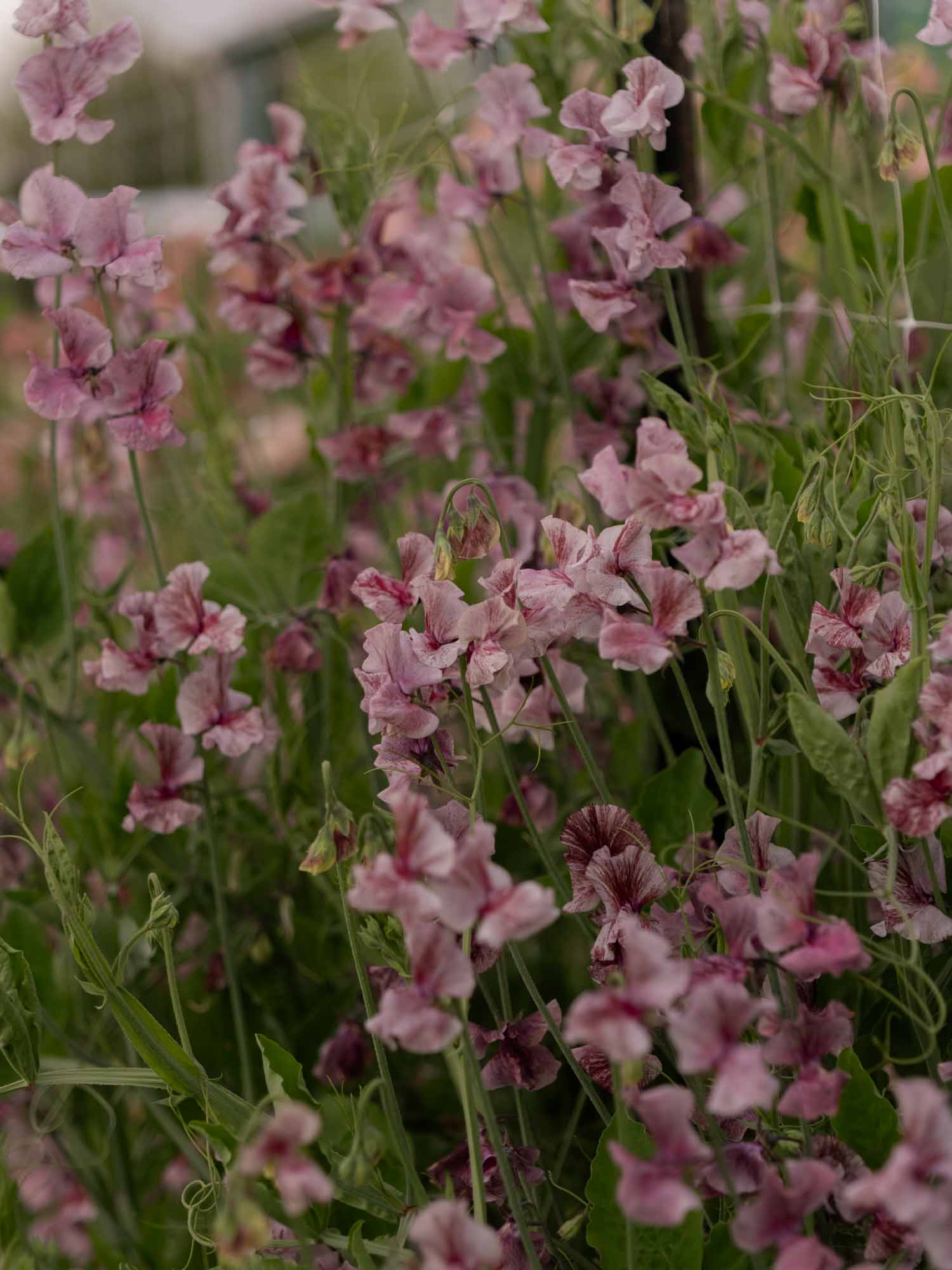 Sweet Pea - Suzy Z