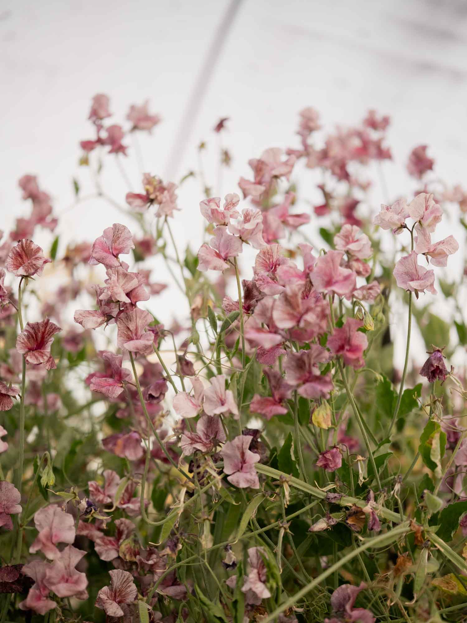 Sweet Pea - Suzy Z