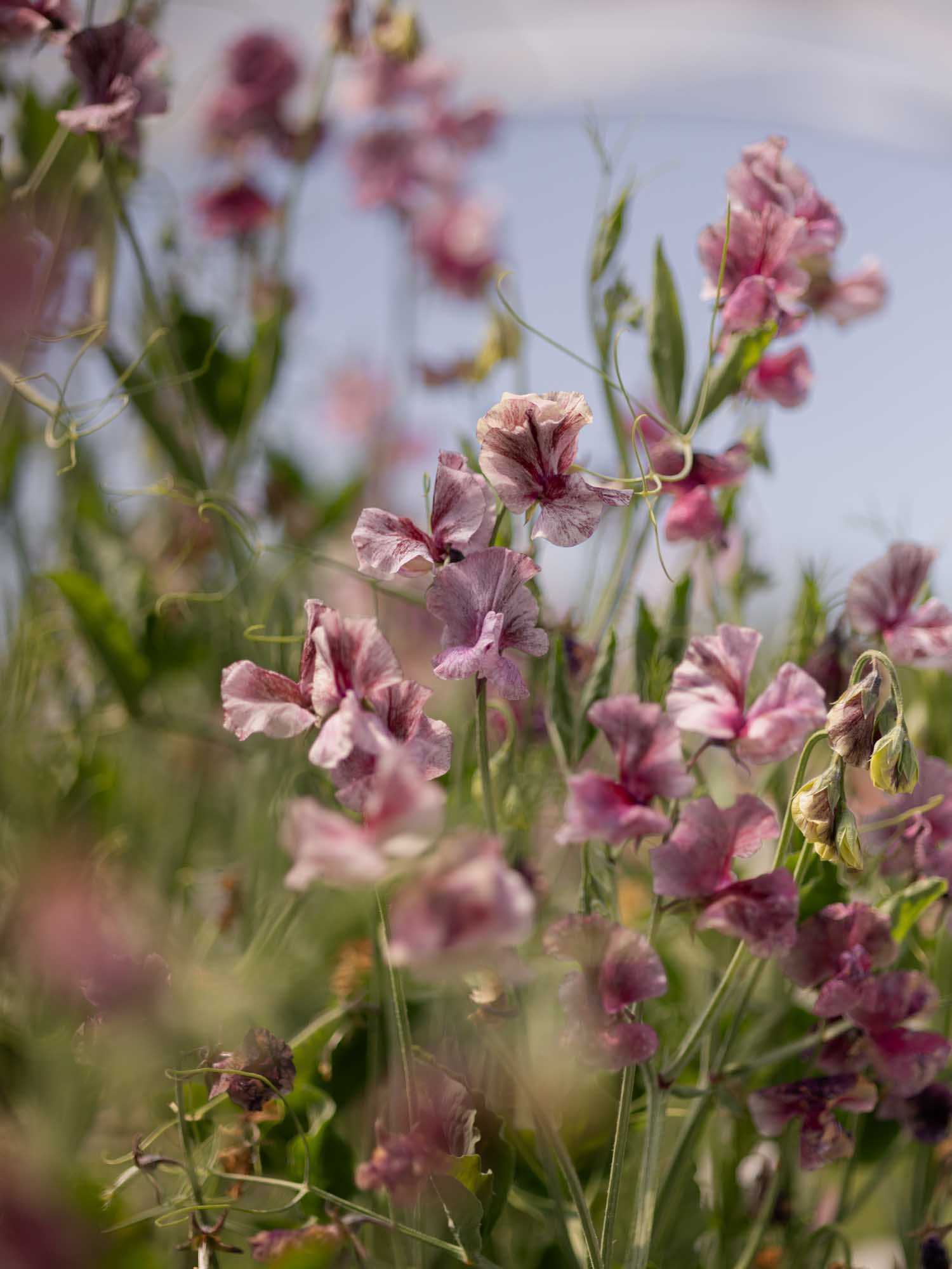 Sweet Pea - Suzy Z