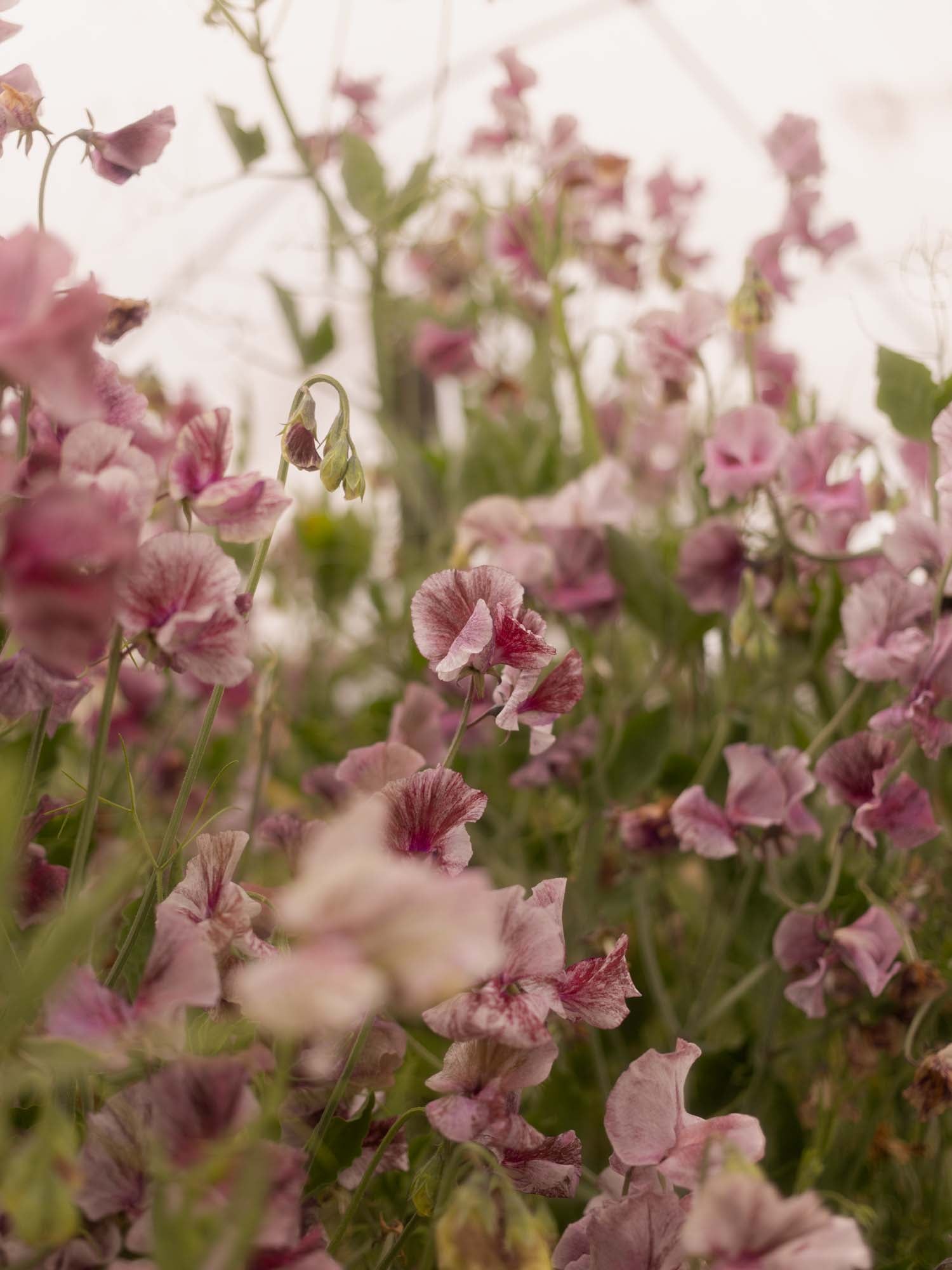 Sweet Pea - Suzy Z