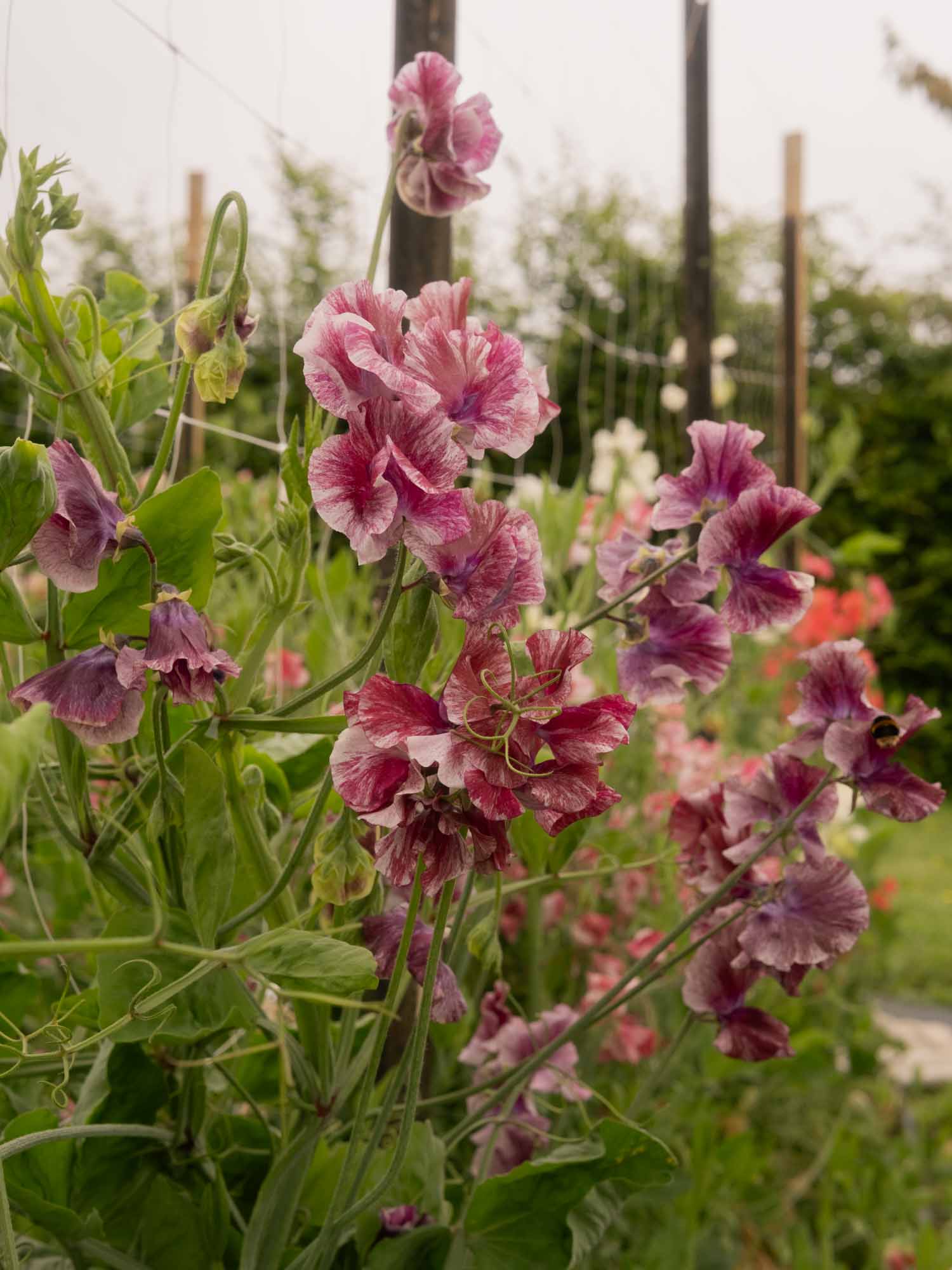 Sweet Pea - Theia Bella