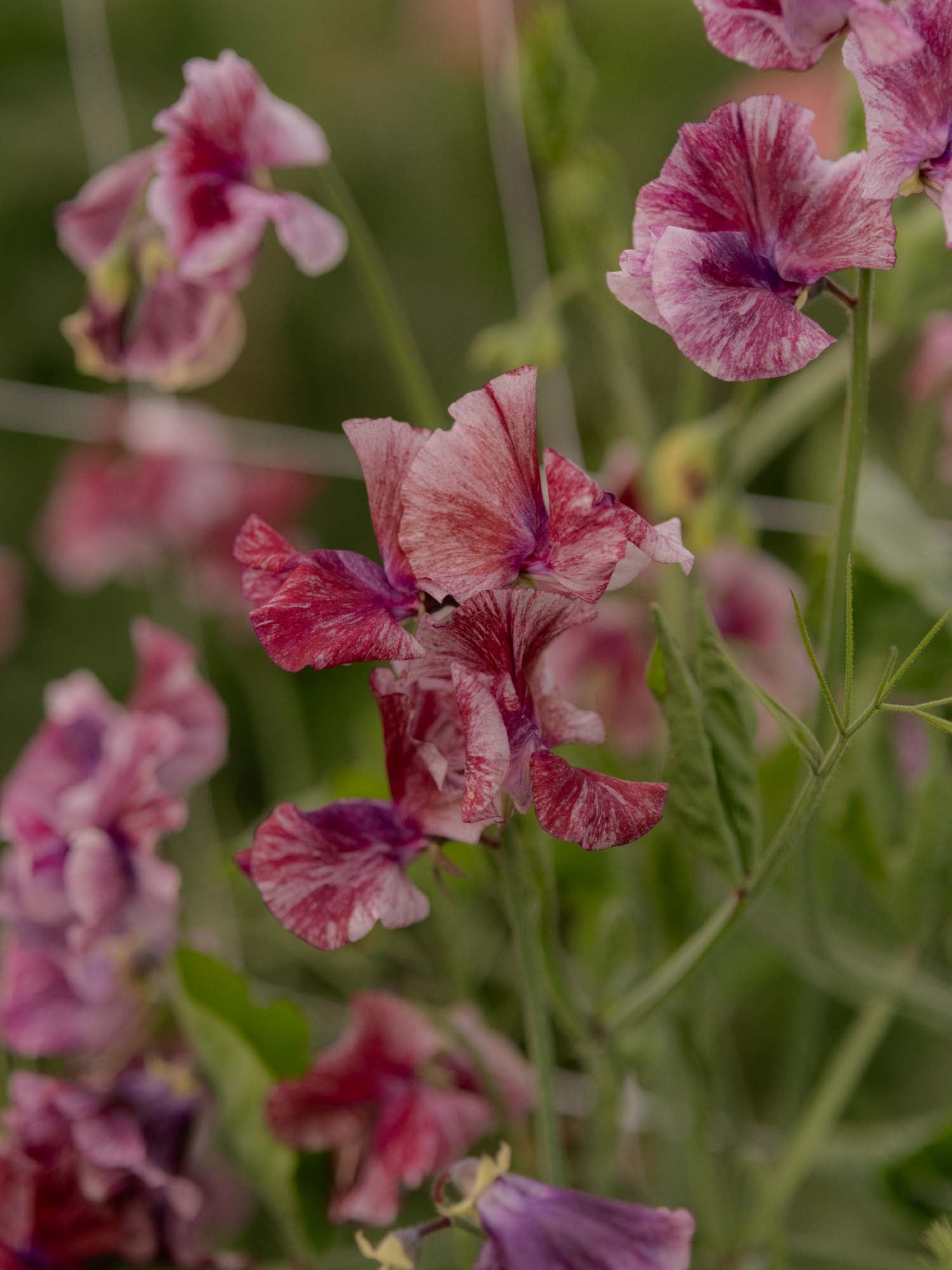 Sweet Pea - Theia Bella