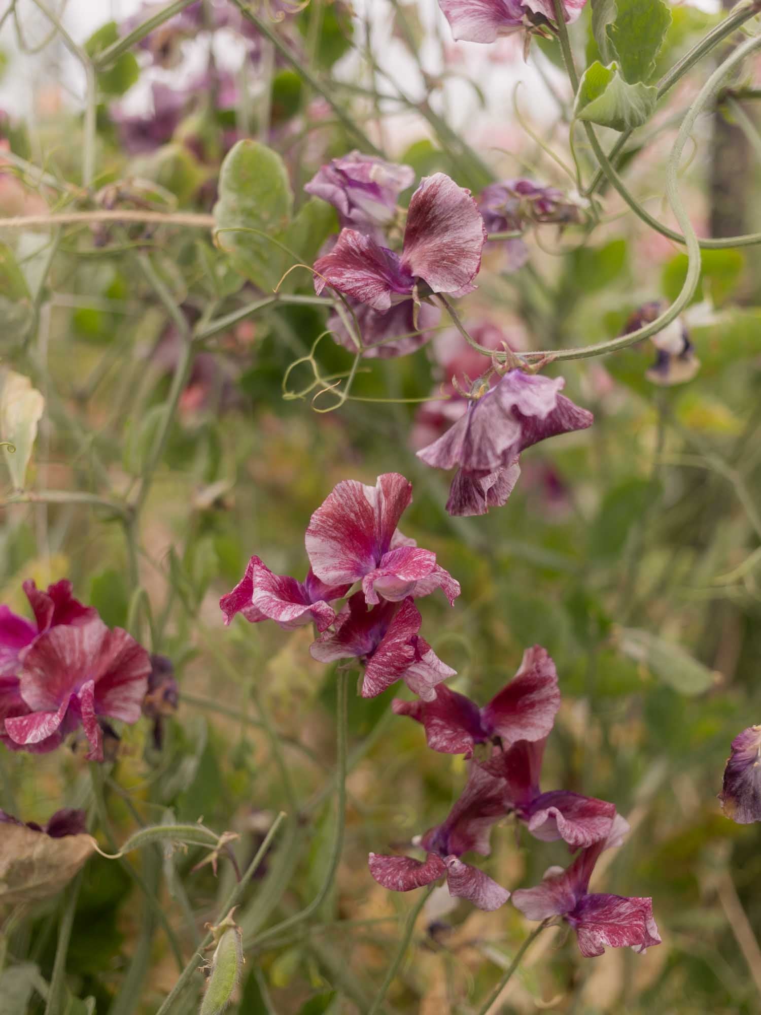 Sweet Pea - Theia Bella