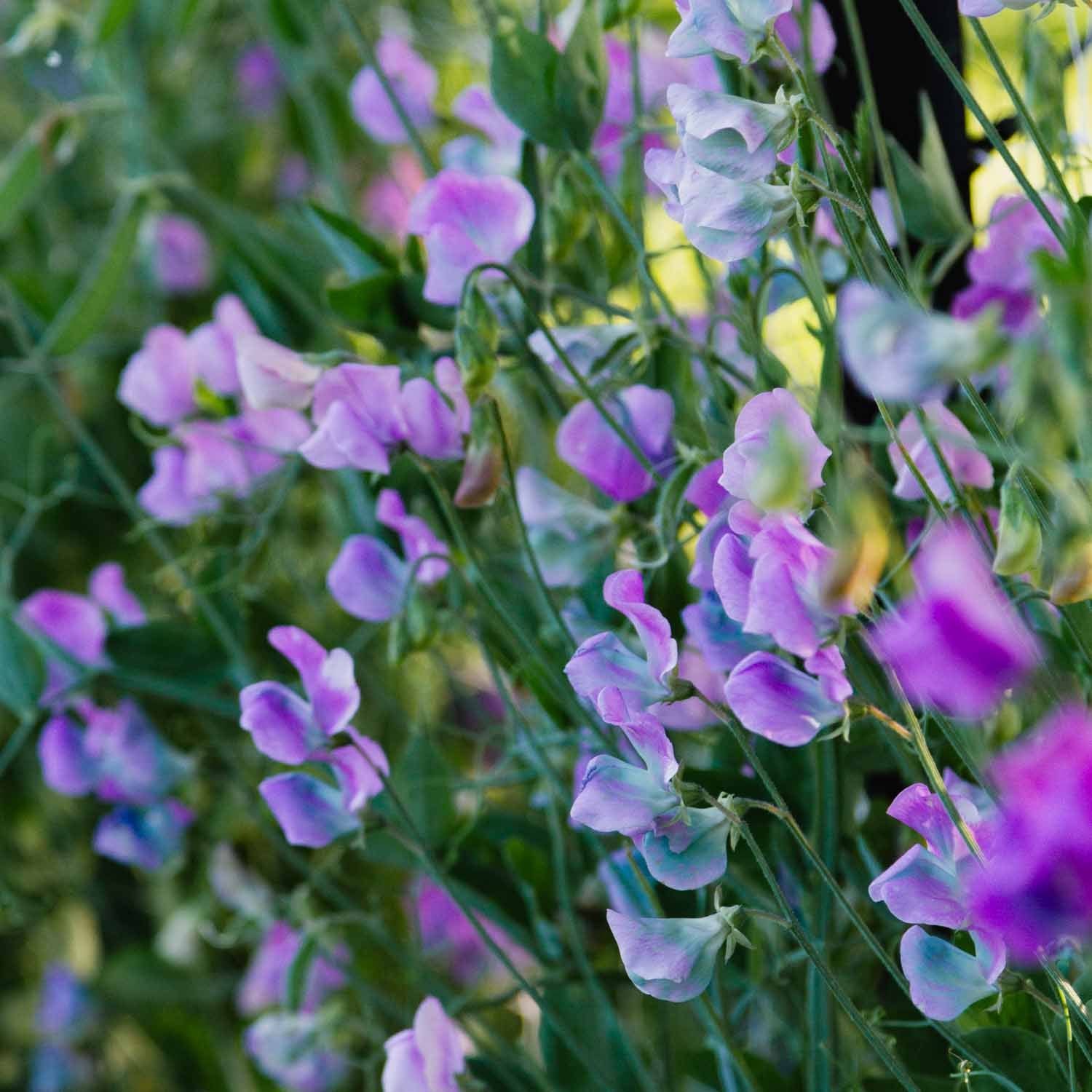 SWEET PEA - Turquoise - PLANTS
