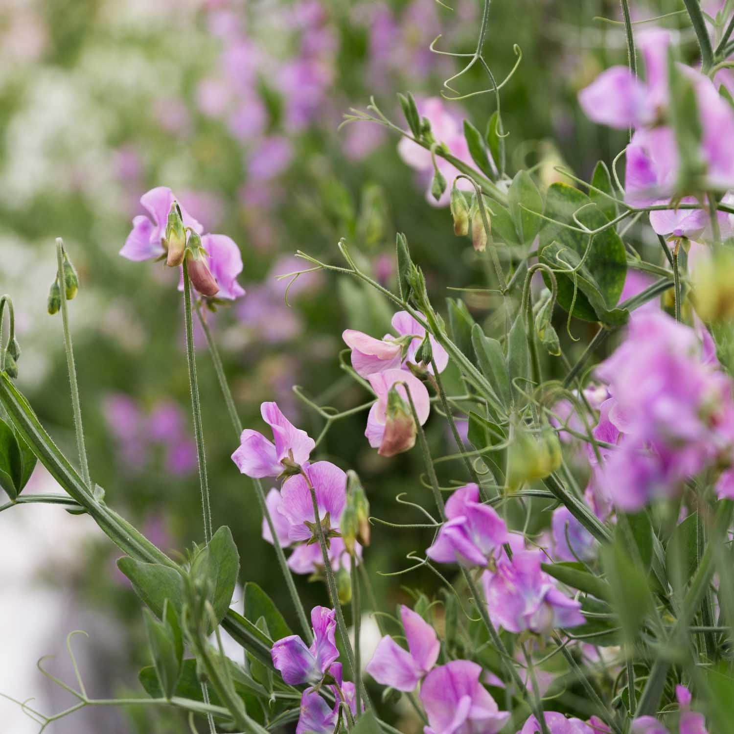 SWEET PEA - Turquoise - PLANTS