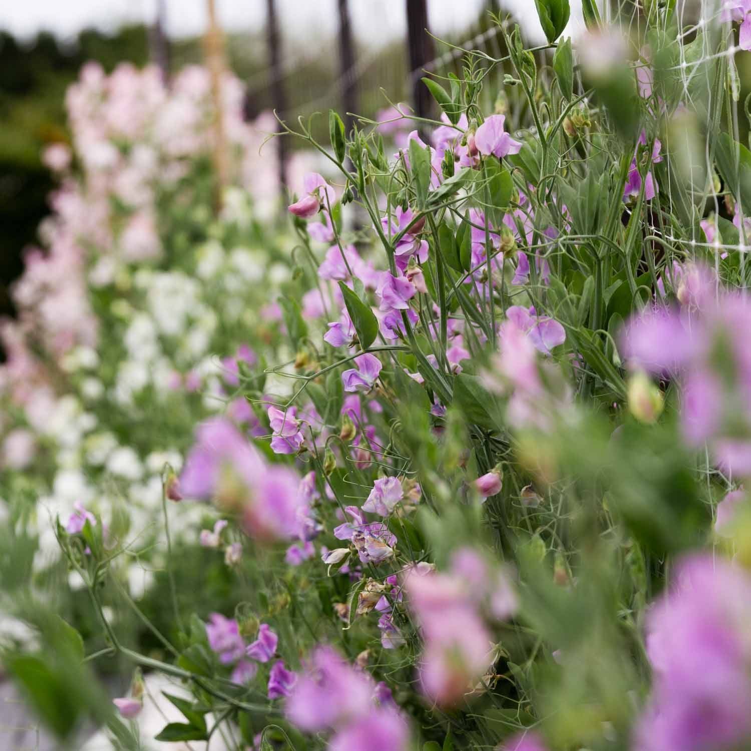 SWEET PEA - Turquoise - PLANTS