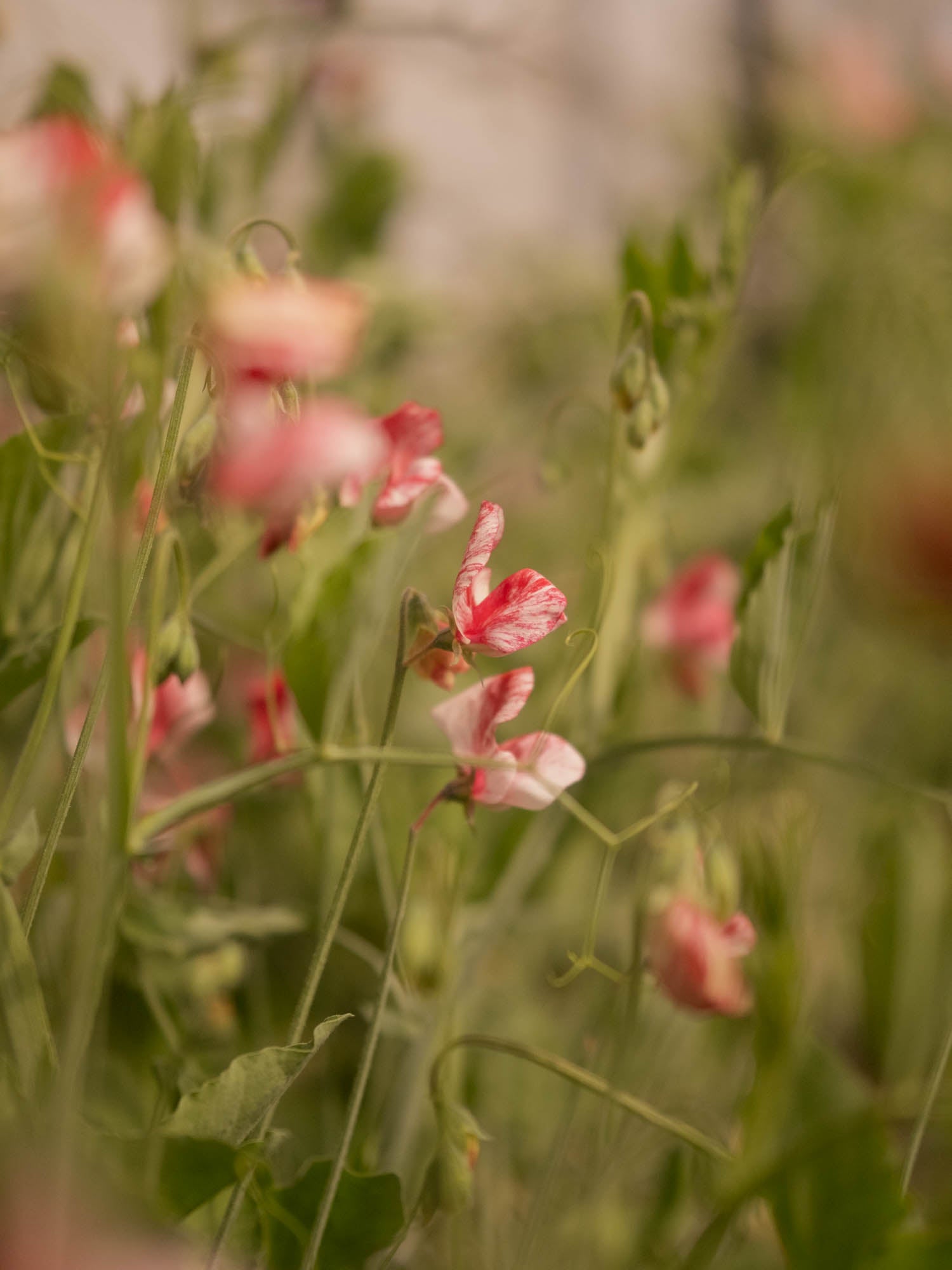 Sweet Pea - Turral's America