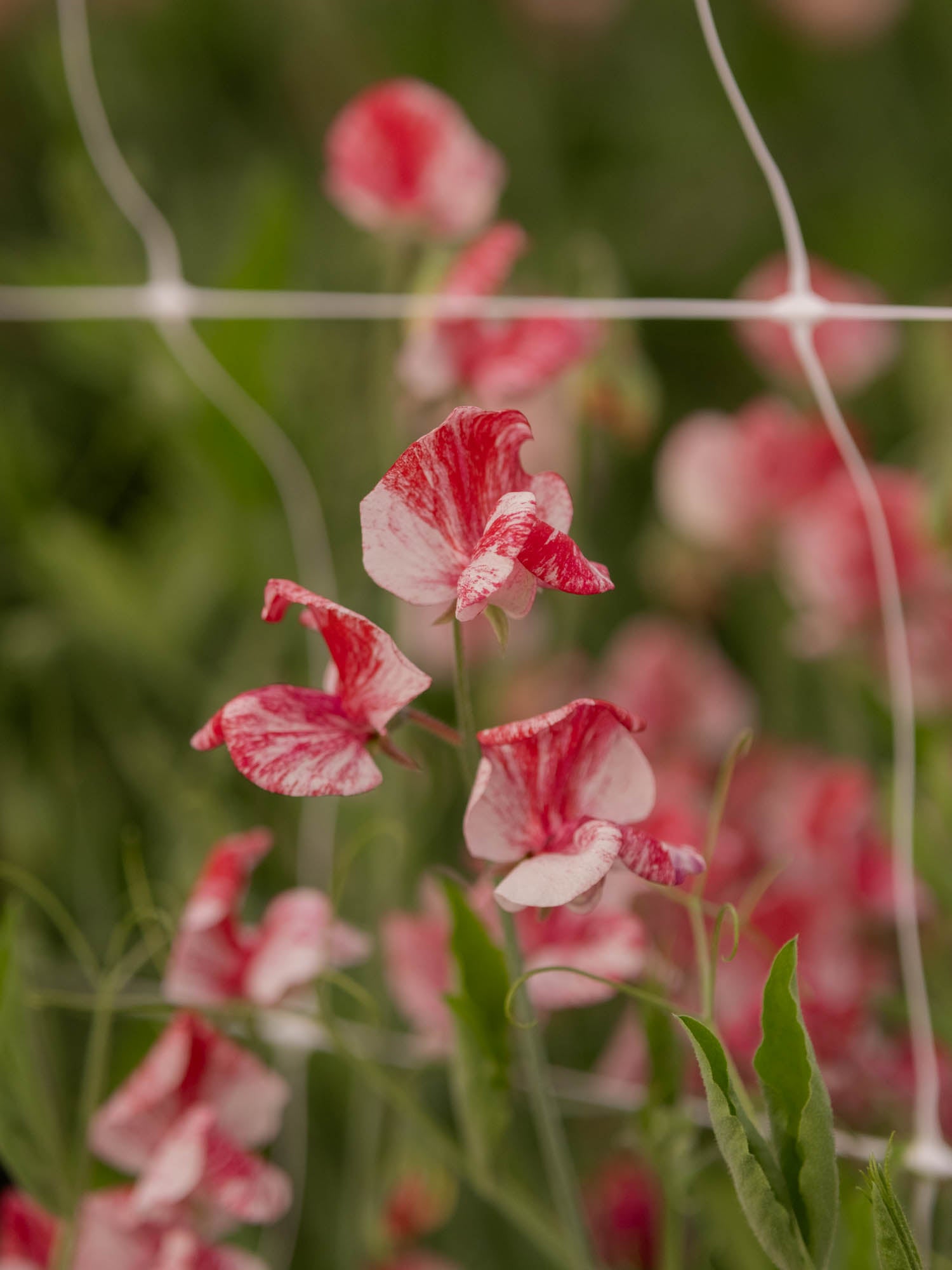 Sweet Pea - Turral's America