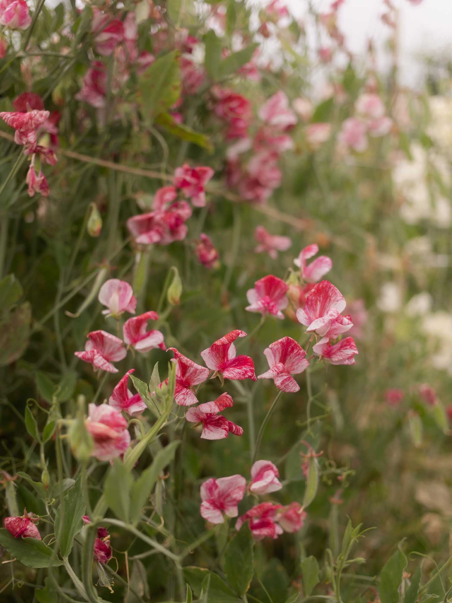 Sweet Pea - Turral's America