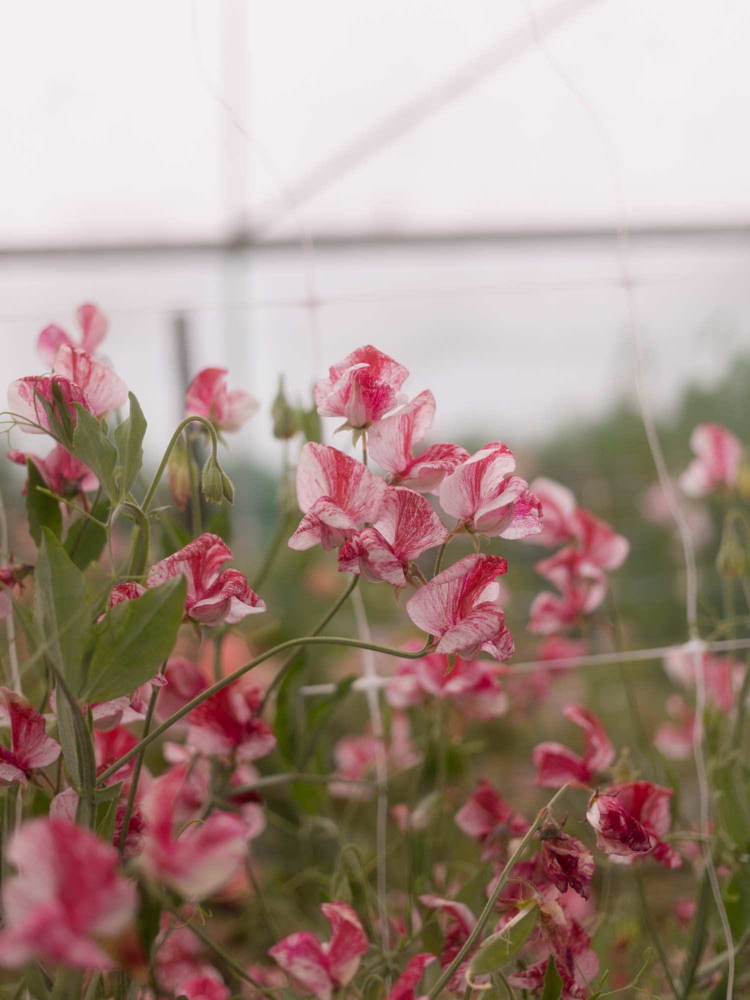 Sweet Pea - Turral's America