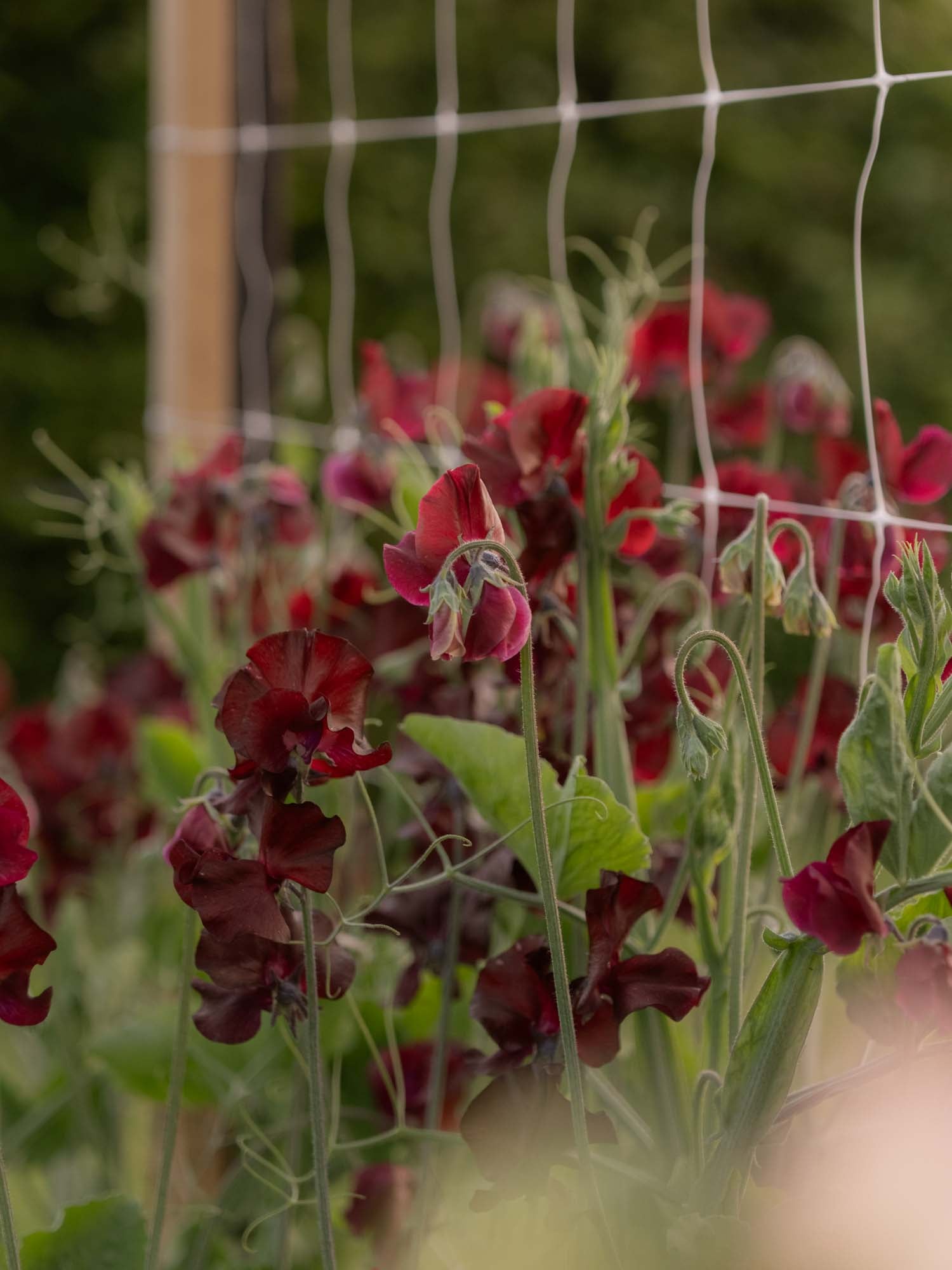 Sweet Pea - Windsor