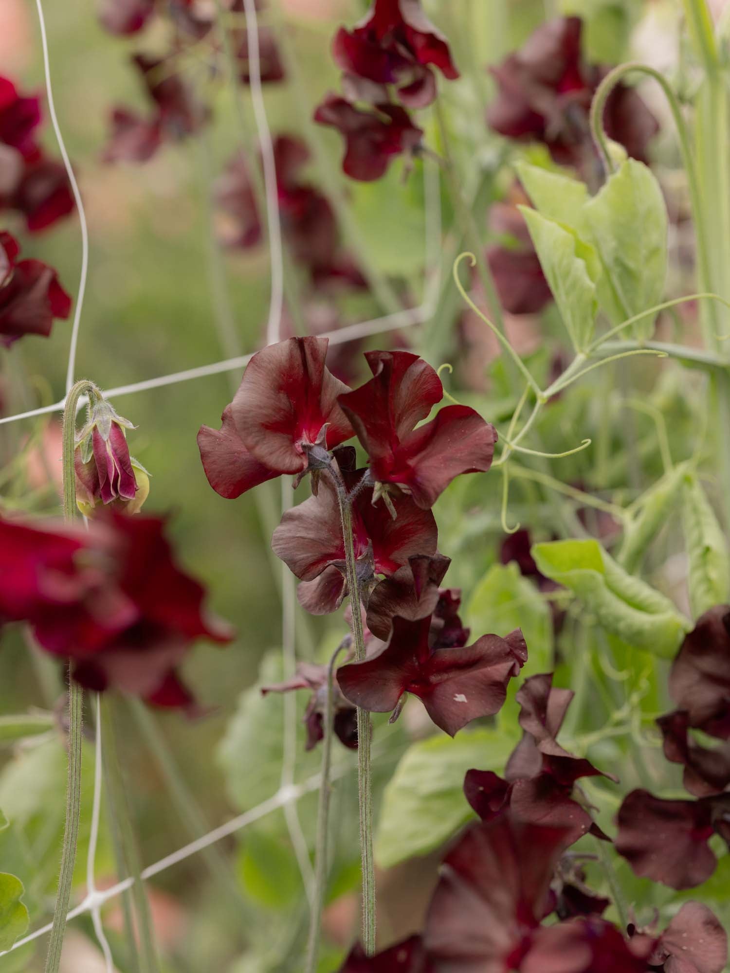 Sweet Pea - Windsor