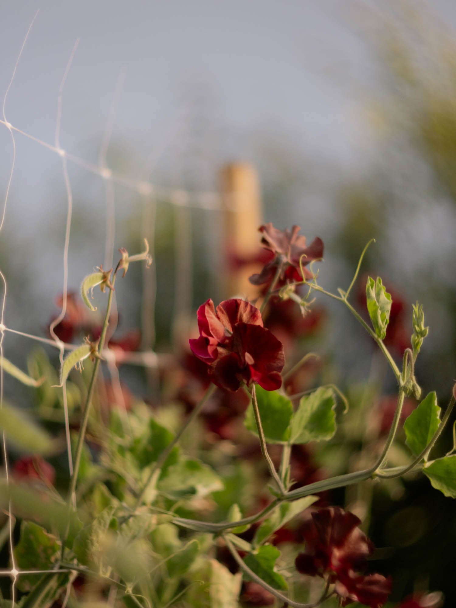 Sweet Pea - Windsor
