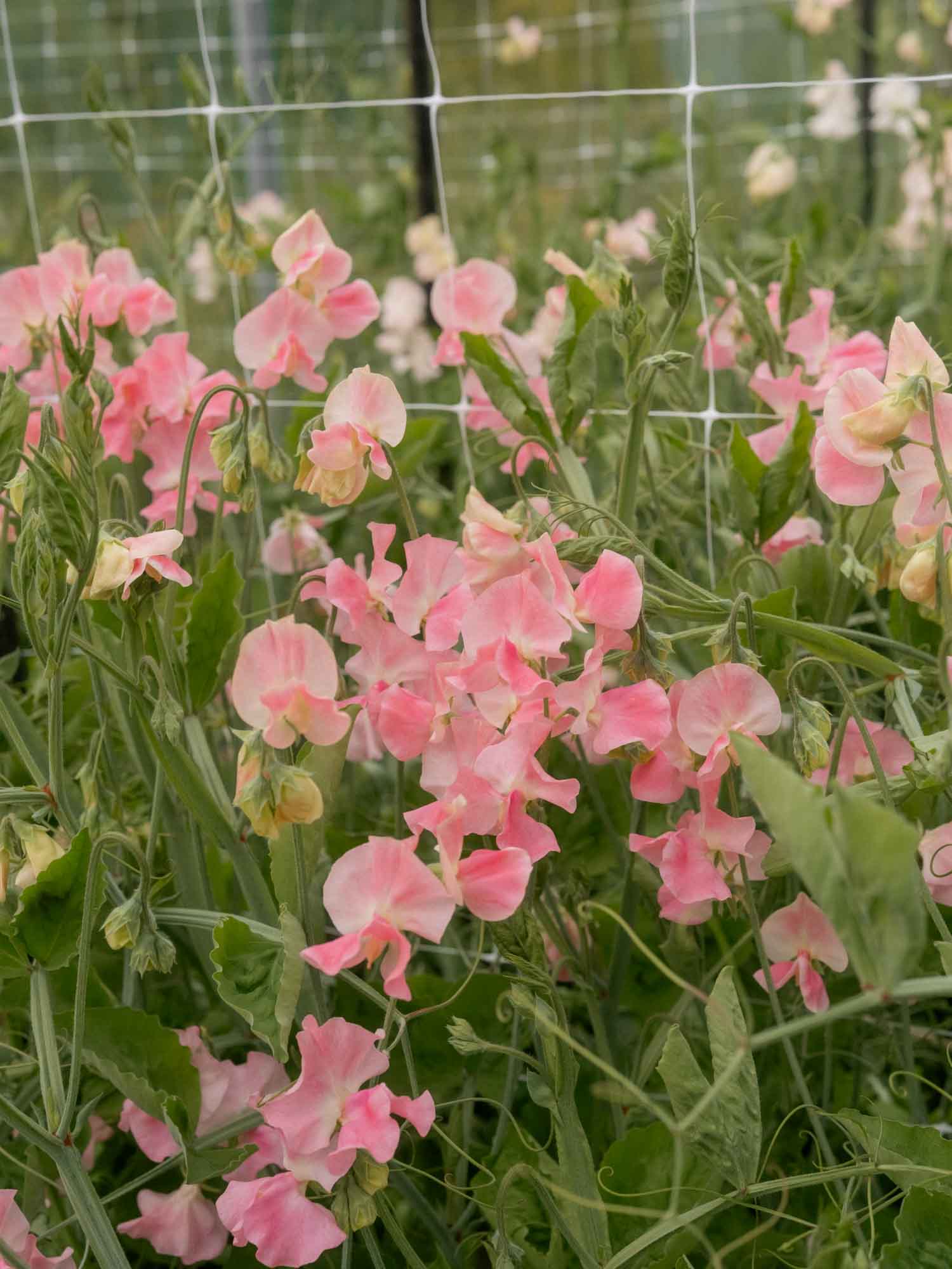 Sweet Pea - Alan Titchmarsh