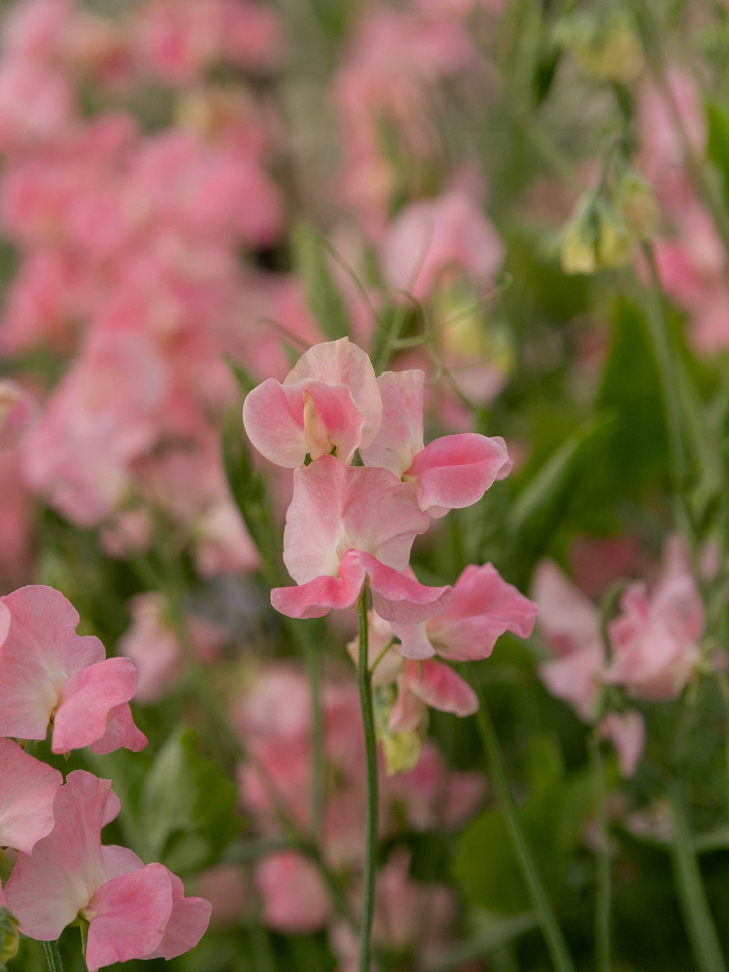 Sweet Pea - Alan Titchmarsh