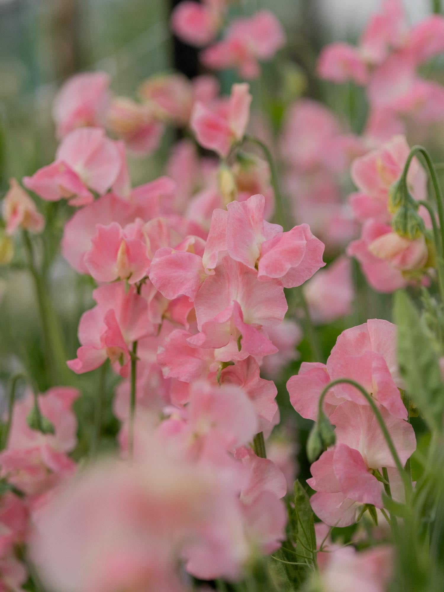 Sweet Pea - Alan Titchmarsh