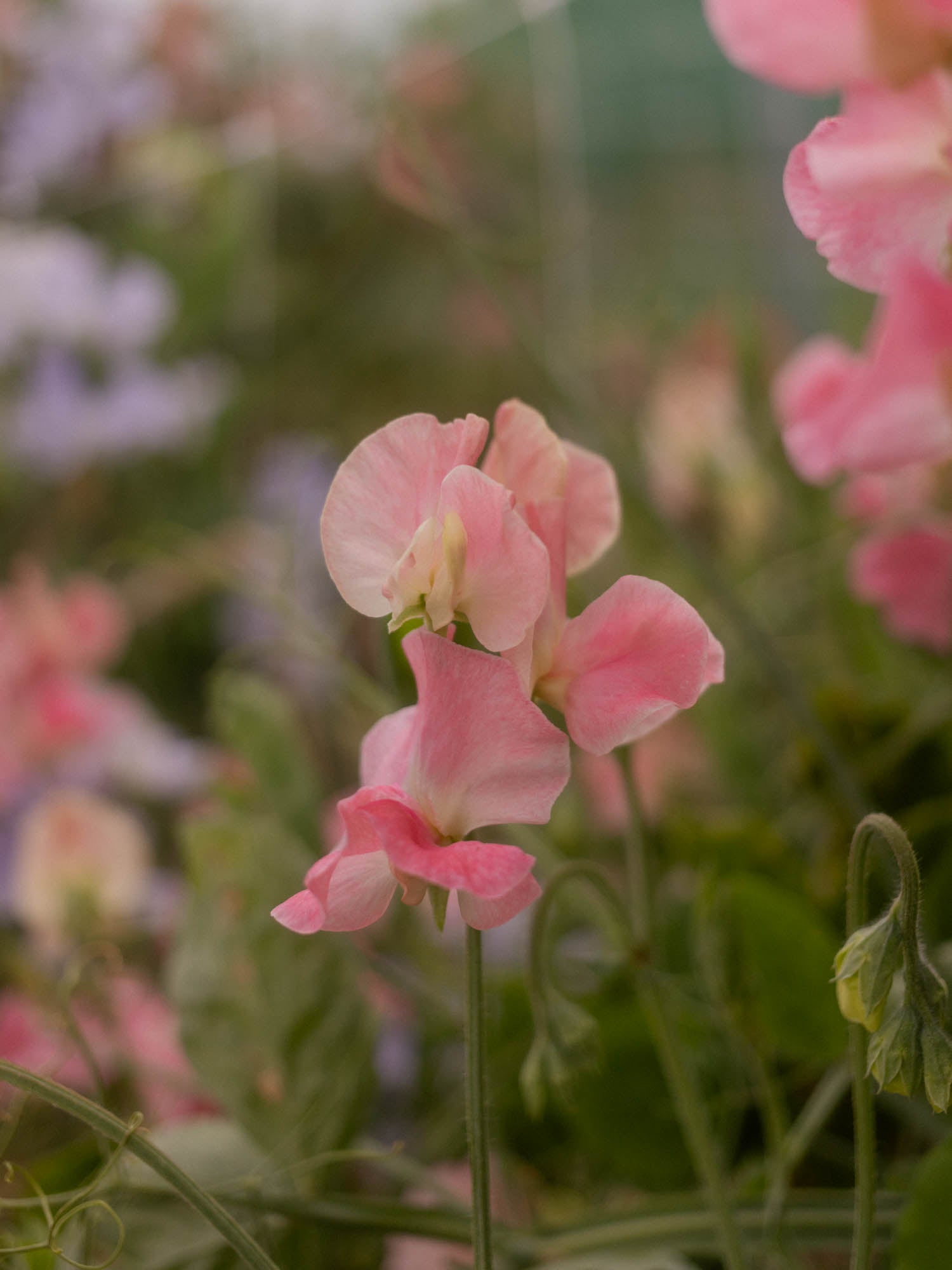 Sweet Pea - Alan Titchmarsh