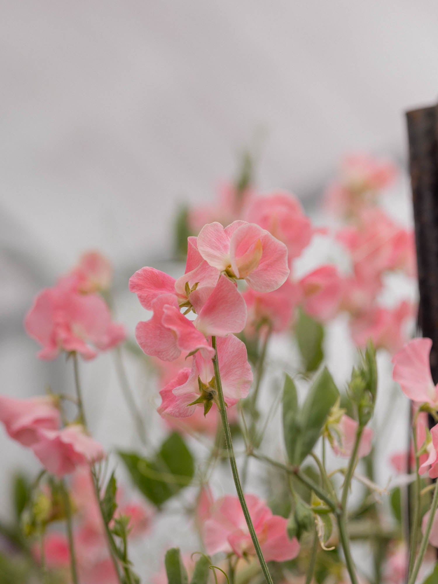 Sweet Pea - Alan Titchmarsh