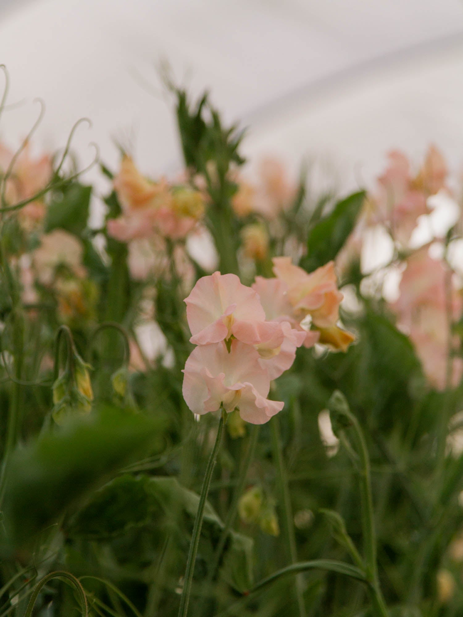 Sweet Pea - Castlewellan