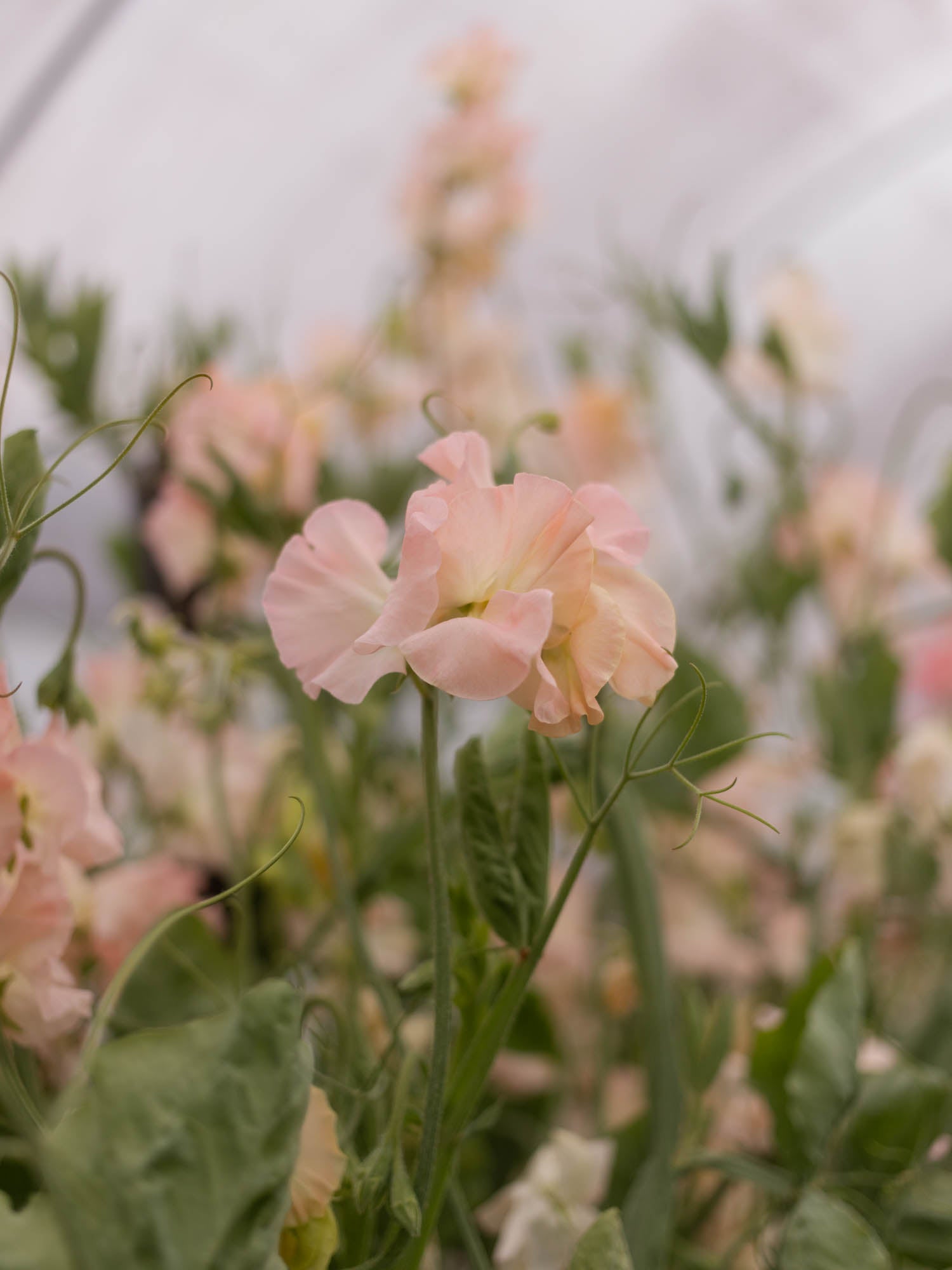 Sweet Pea - Castlewellan
