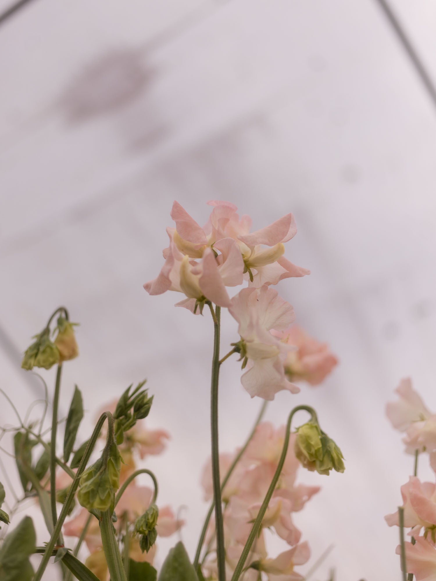 Sweet Pea - Castlewellan