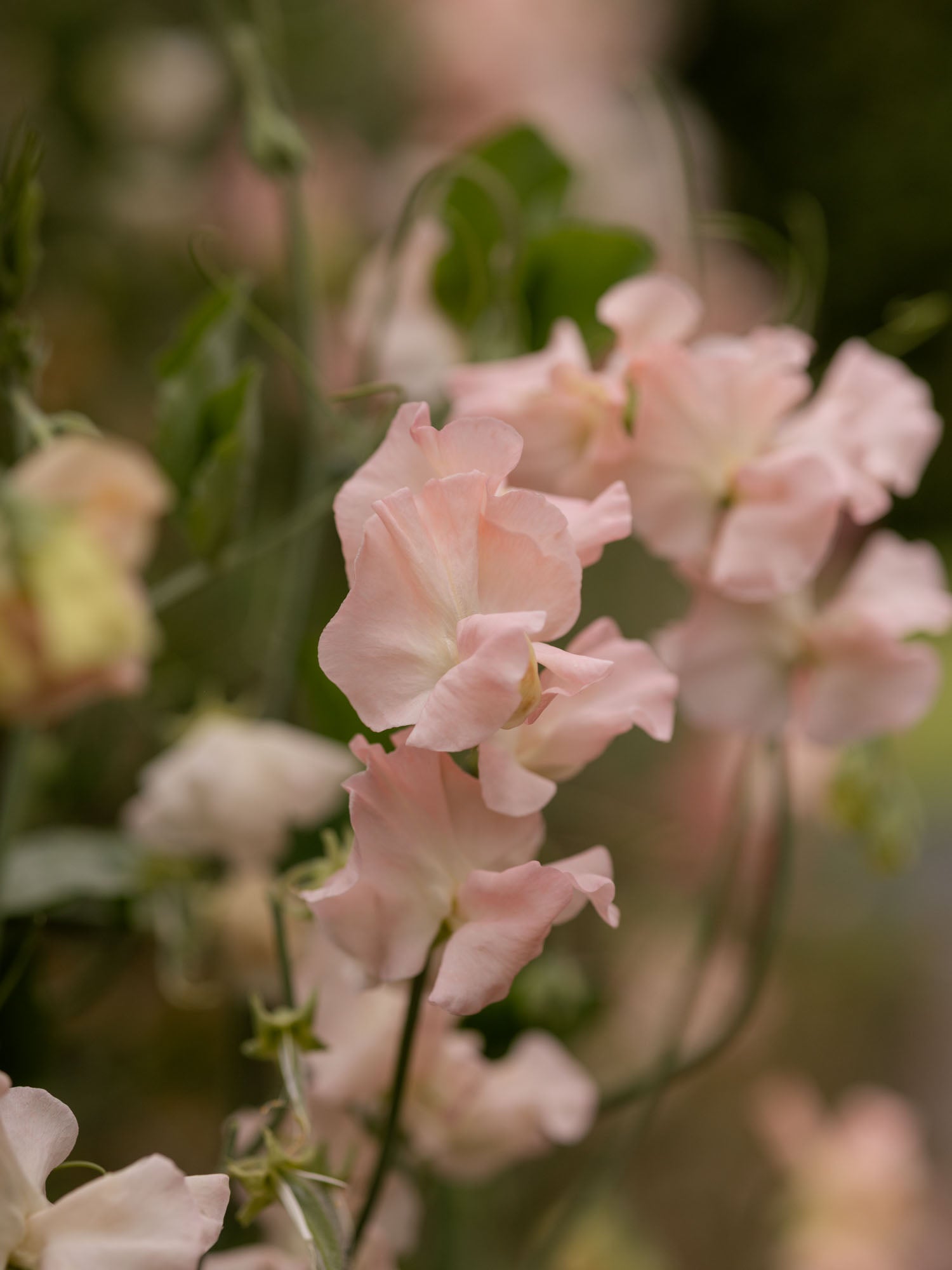 Sweet Pea - Castlewellan