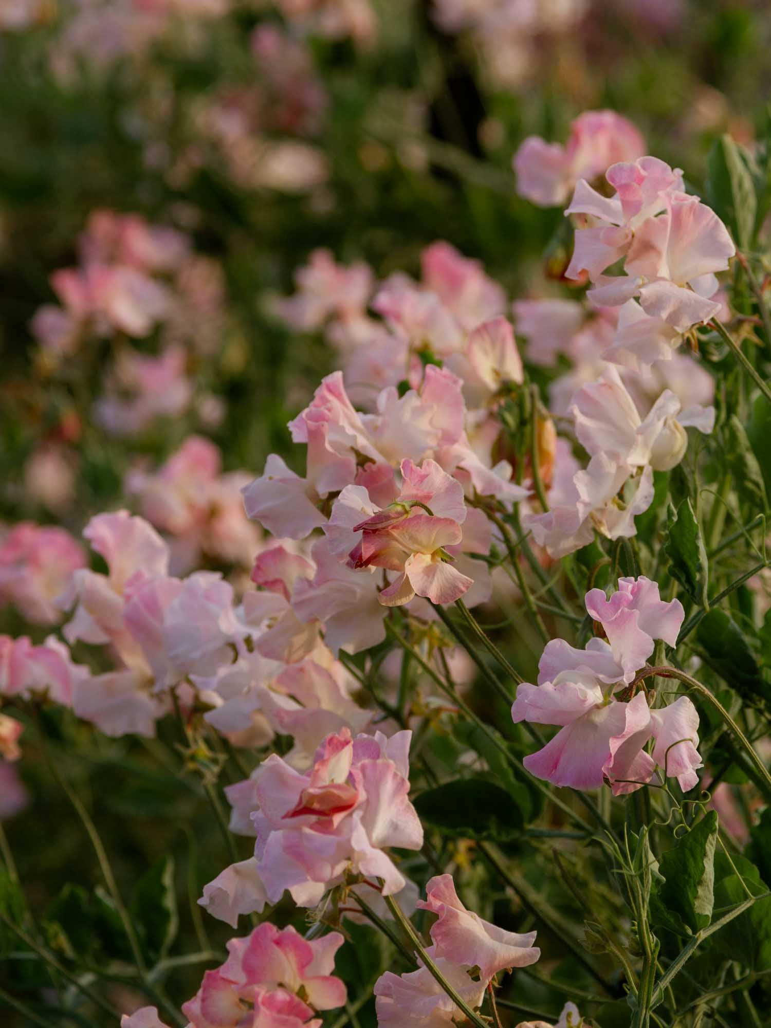 Sweet Pea - Gwawr Cymru