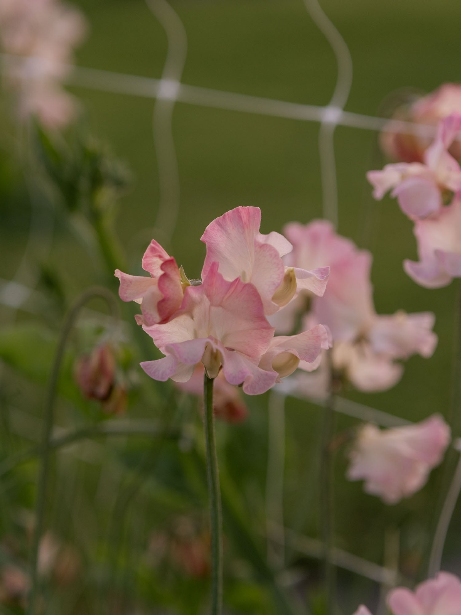 Sweet Pea - Gwawr Cymru